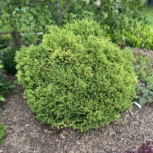 Cryptomeria Japonica Little Diamond