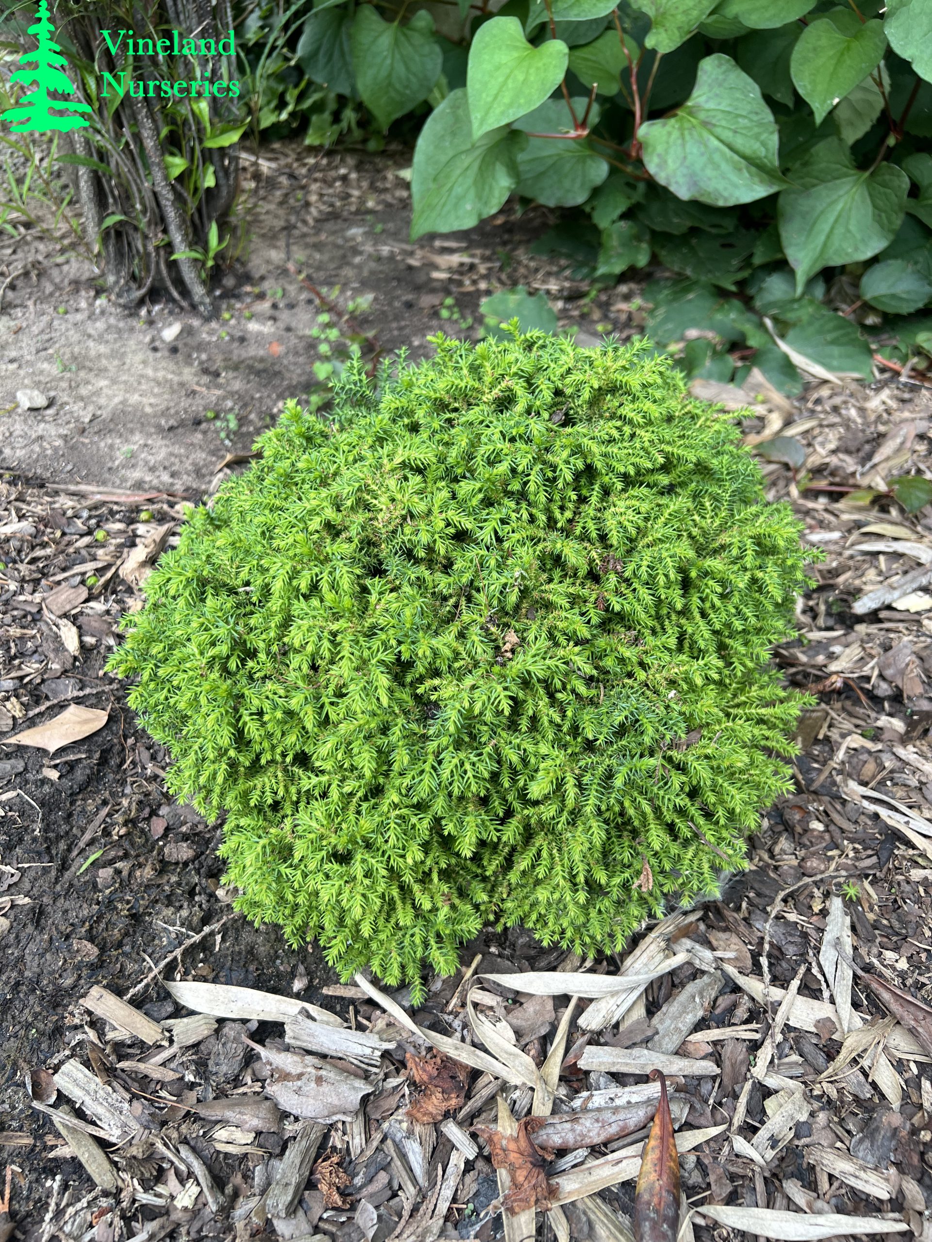 Cryptomeria Japonica Ryoku Coyokyu