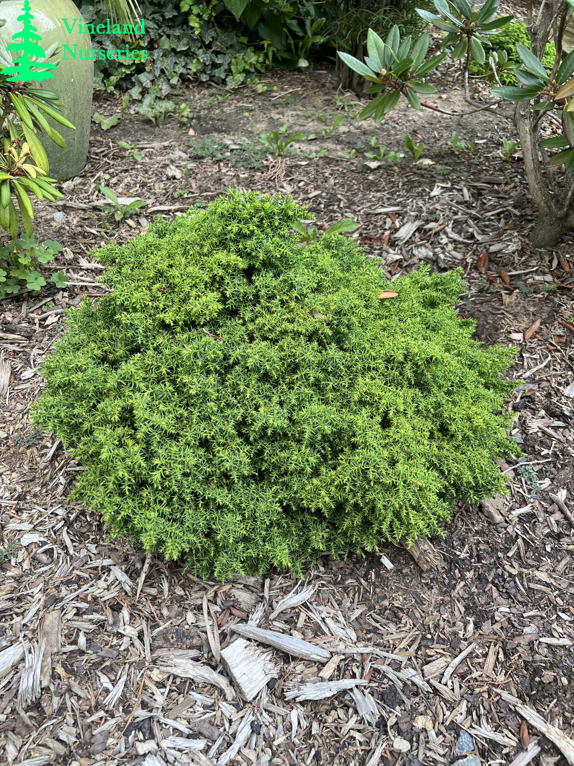 Cryptomeria Japonica Tansu