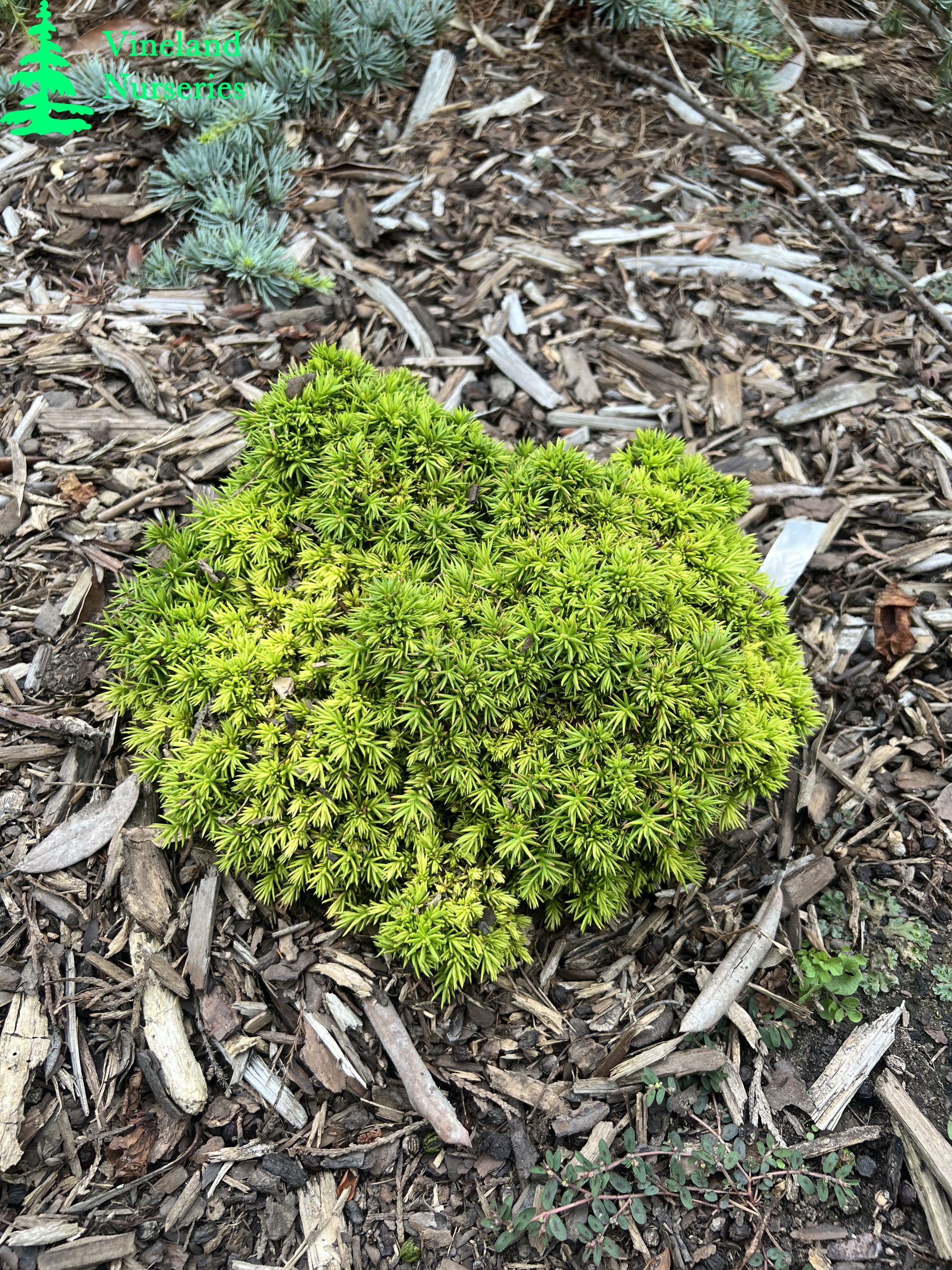 Cryptomeria Japonica Tenzan