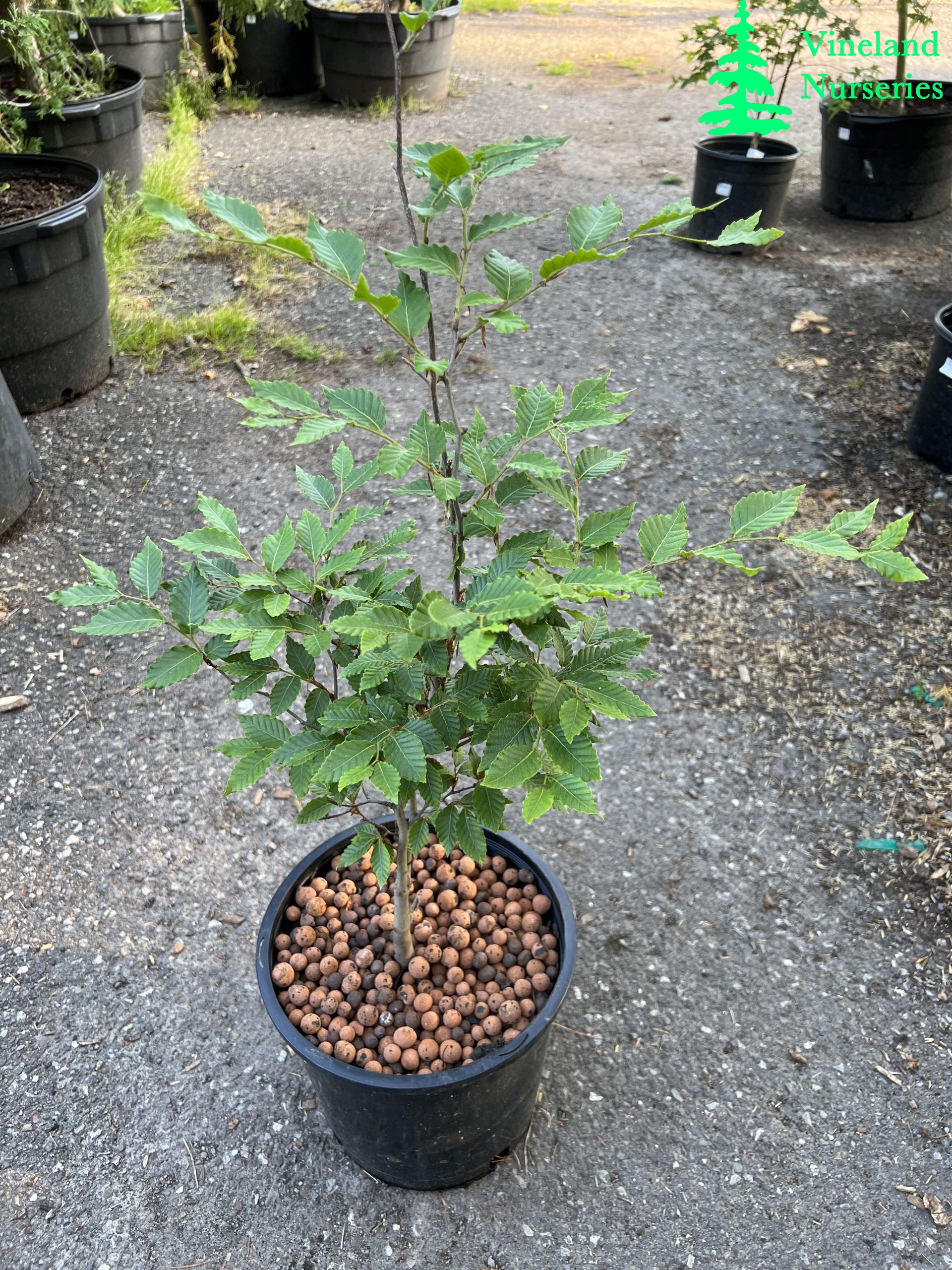 Fagus Crenata 2
