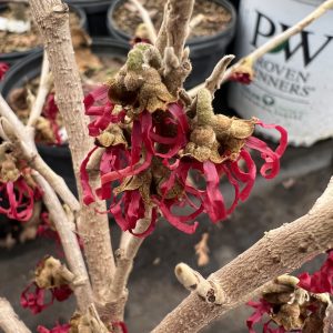 Hamamelis Japonica Tsukubana Kurreani