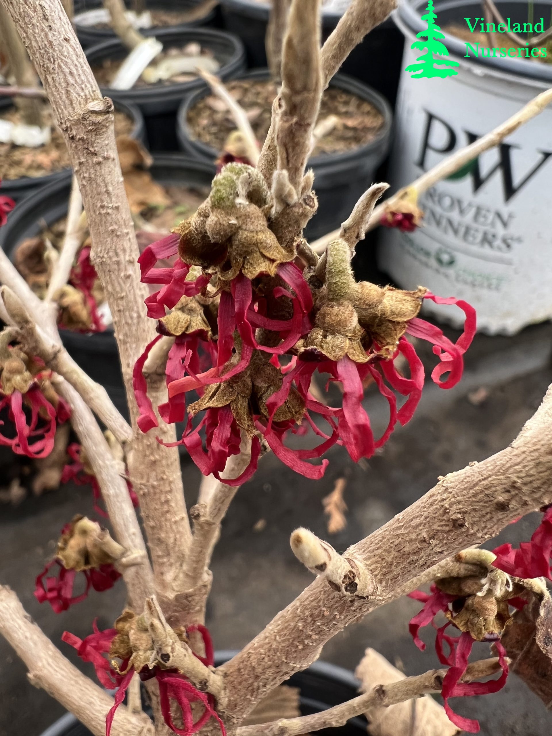 Hamamelis Japonica Tsukubana Kurreani