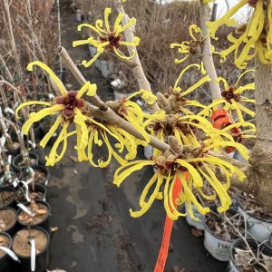 Hamamelis Mollis Wisley Supreme 2