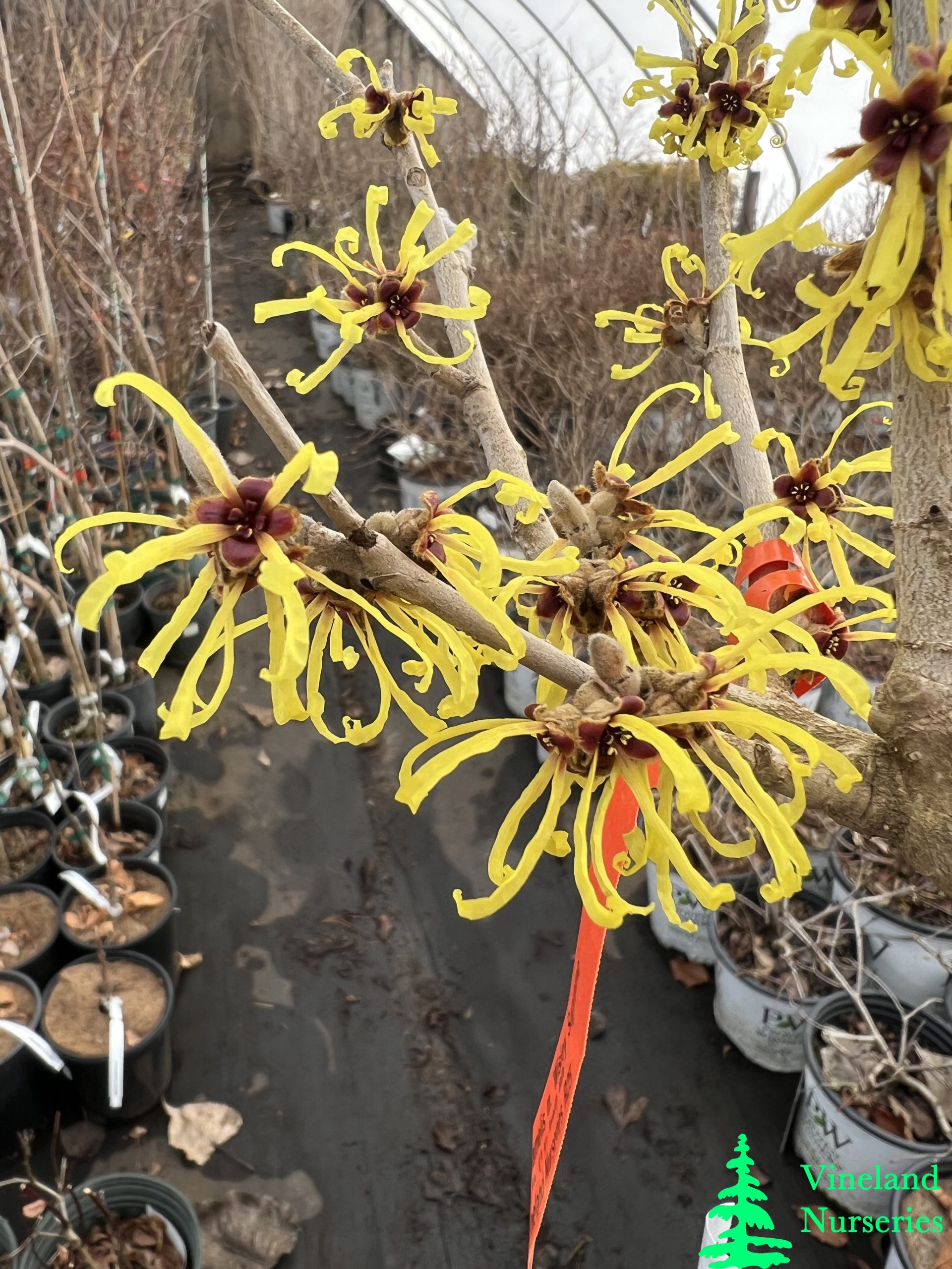 Hamamelis Mollis Wisley Supreme 2