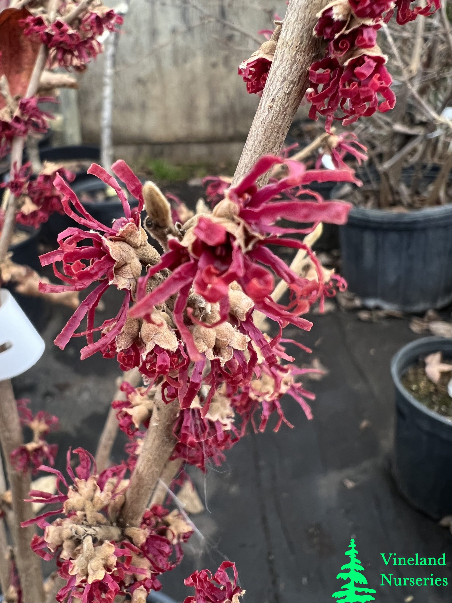 Hamamelis Vernalis Amethyst 1