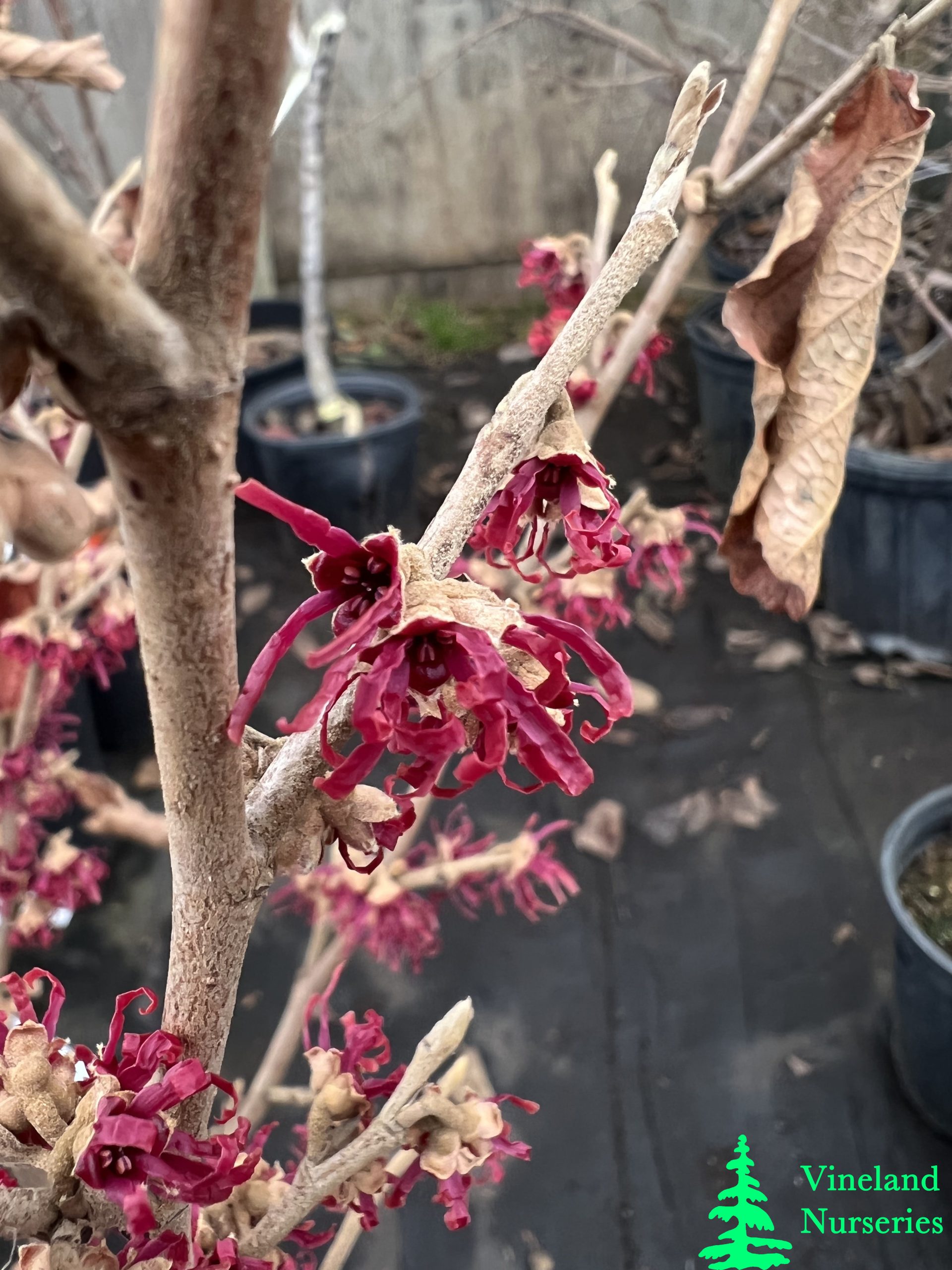 Hamamelis Vernalis Amethyst 2