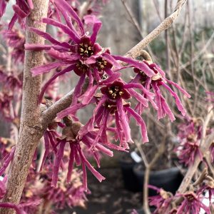 Hamamelis Vernalis Amethyst 3