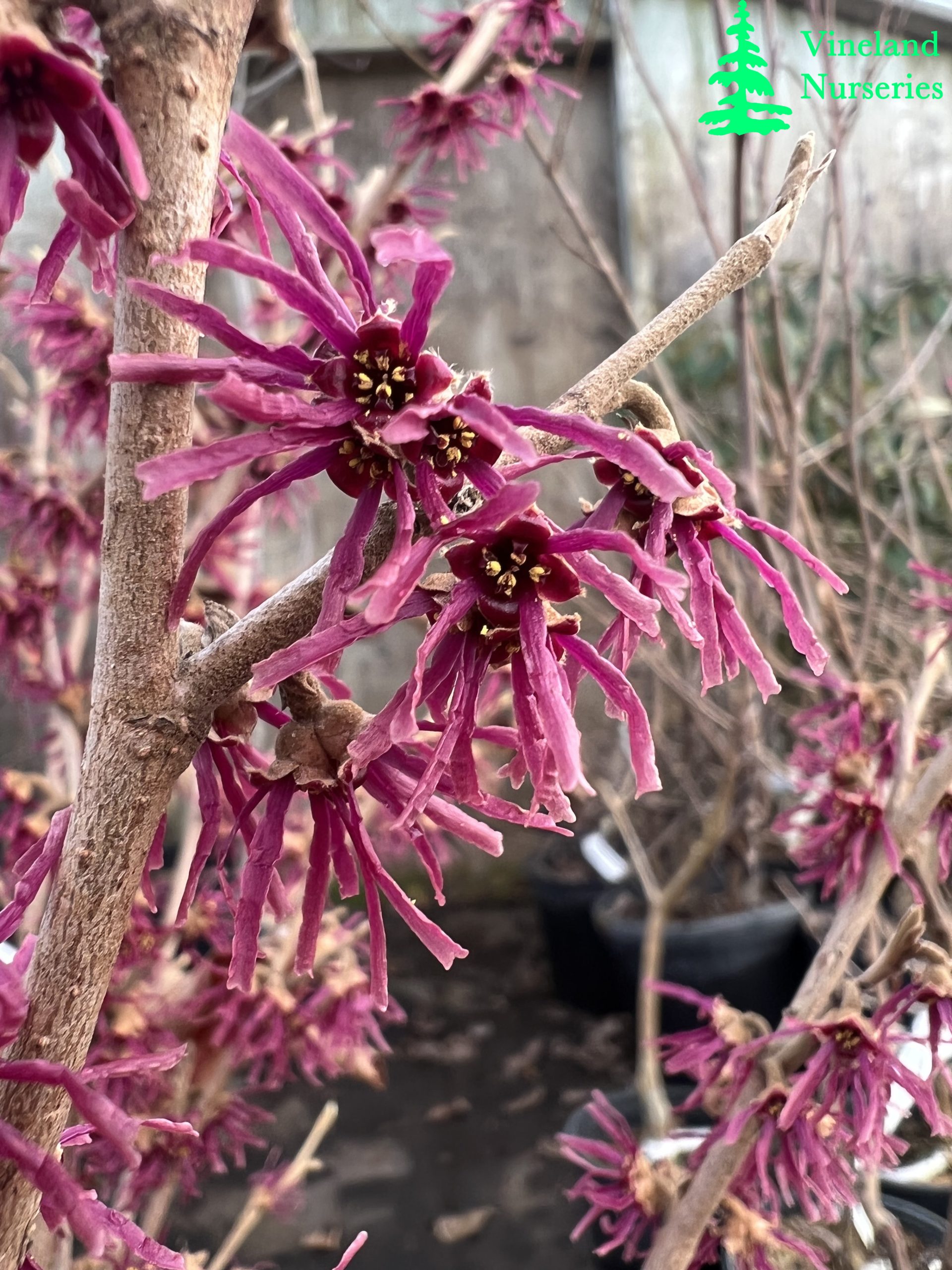 Hamamelis Vernalis Amethyst 3