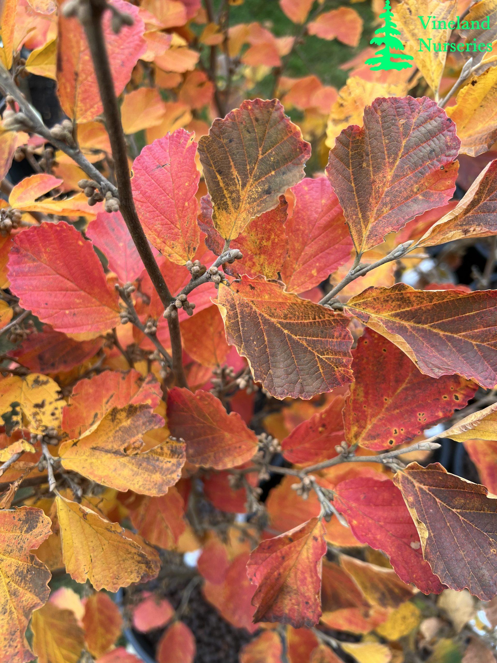 Hamamelis Vernalis Amethyst 4
