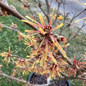 Hamamelis Vernalis Beholden 1