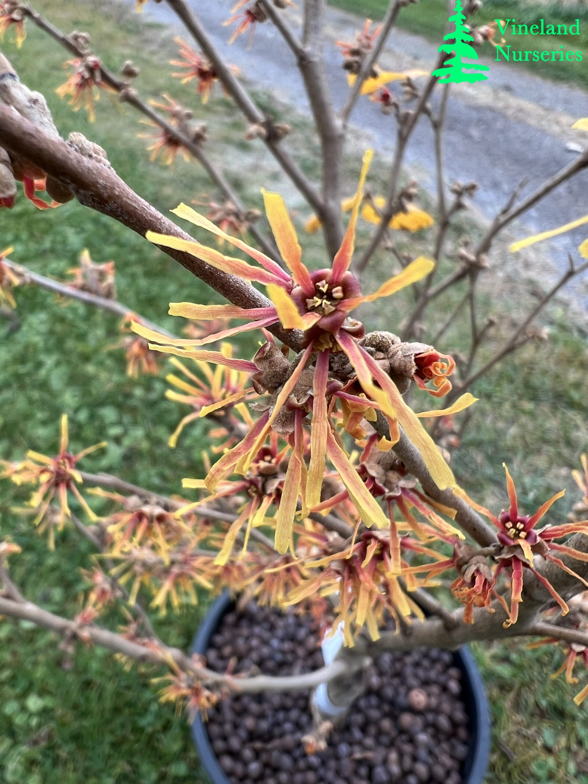 Hamamelis Vernalis Beholden 1