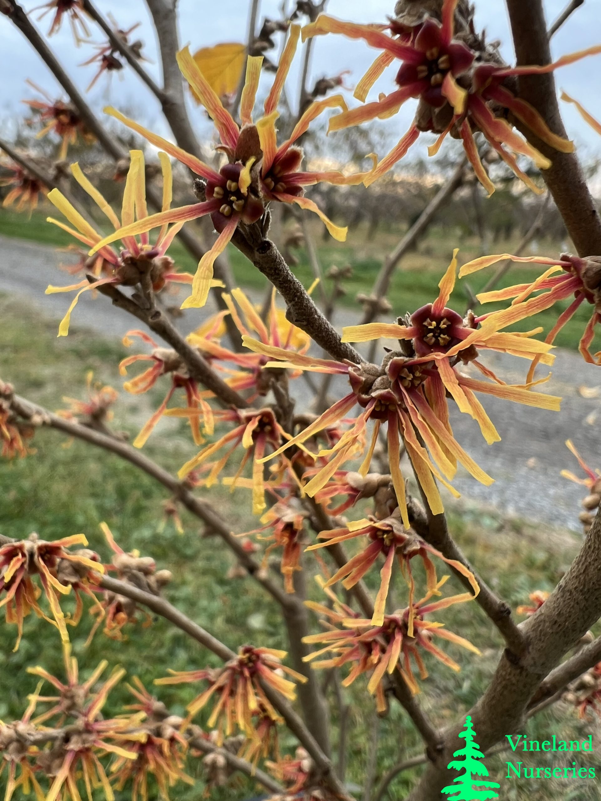 Hamamelis Vernalis Beholden 2