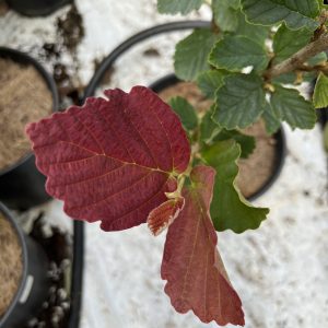 Hamamelis Vernalis Burnt Mahogany 1