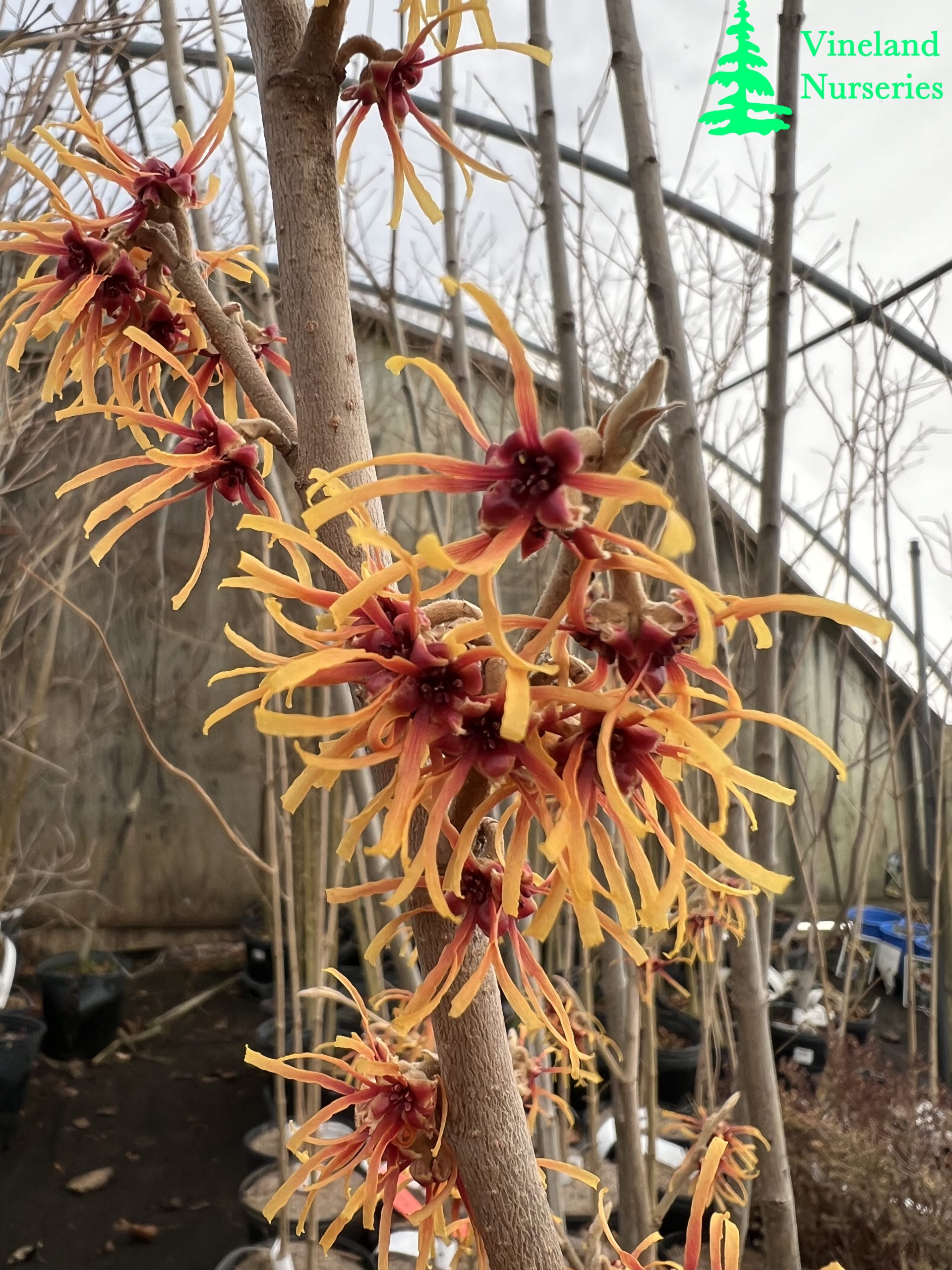 Hamamelis Vernalis Dishi 1