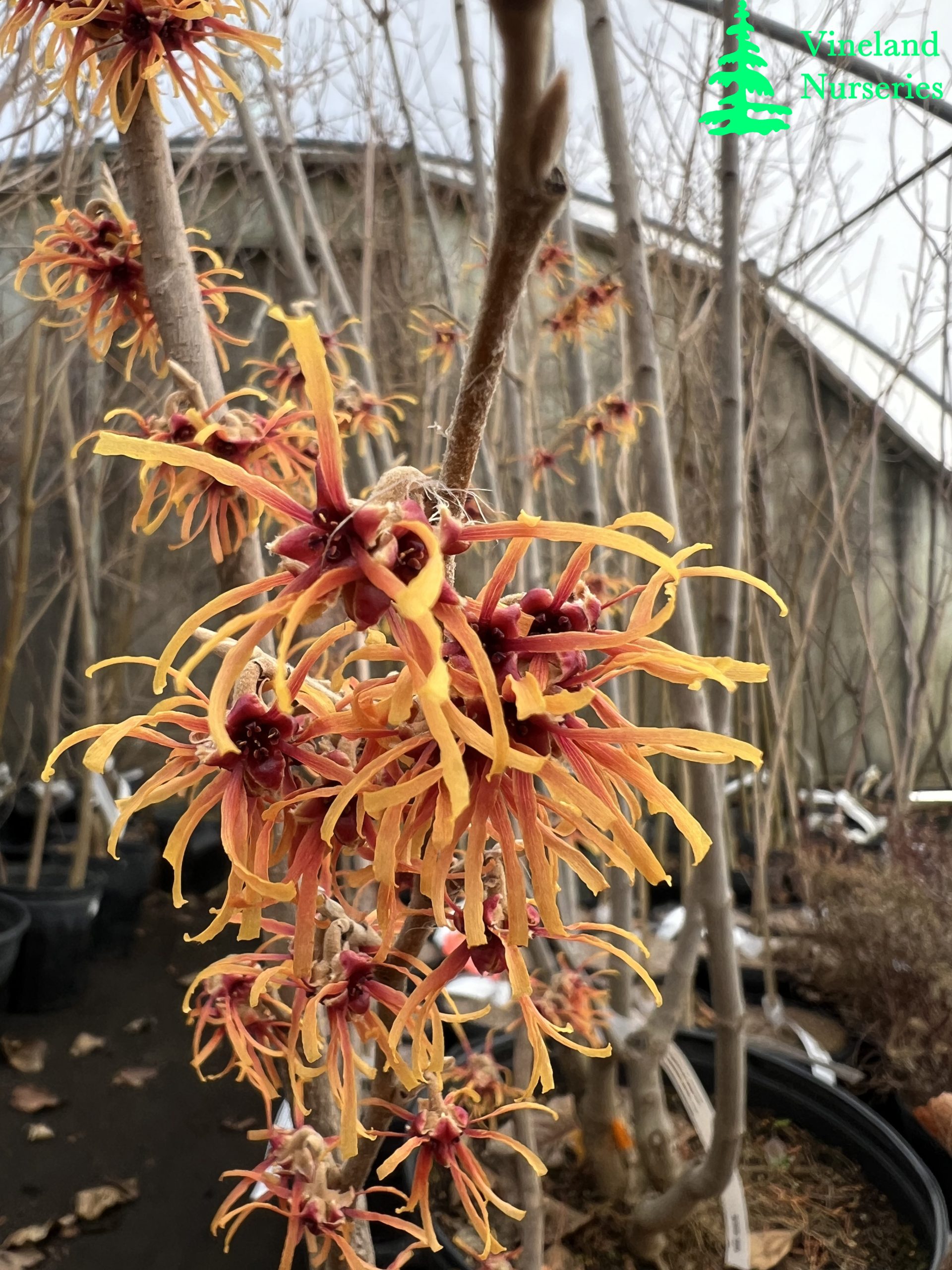 Hamamelis Vernalis Dishi 2