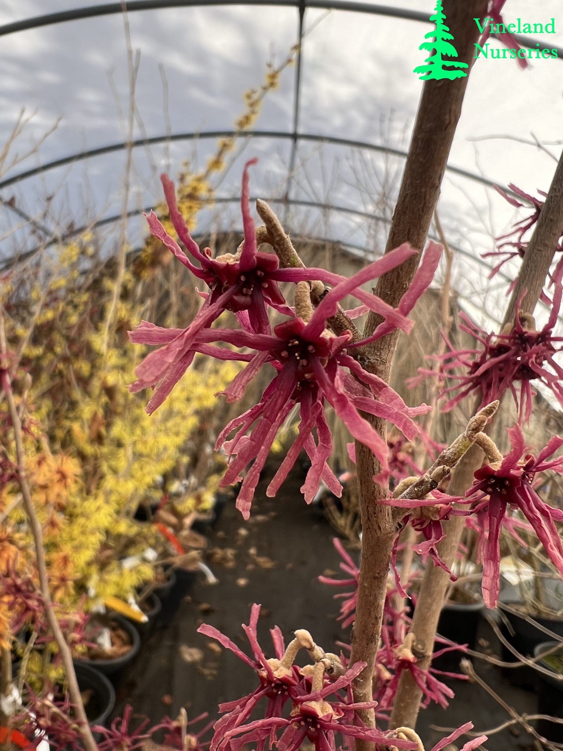 Hamamelis Vernalis Girard Purple 2