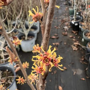 Hamamelis Vernalis Golden Eclipse 1
