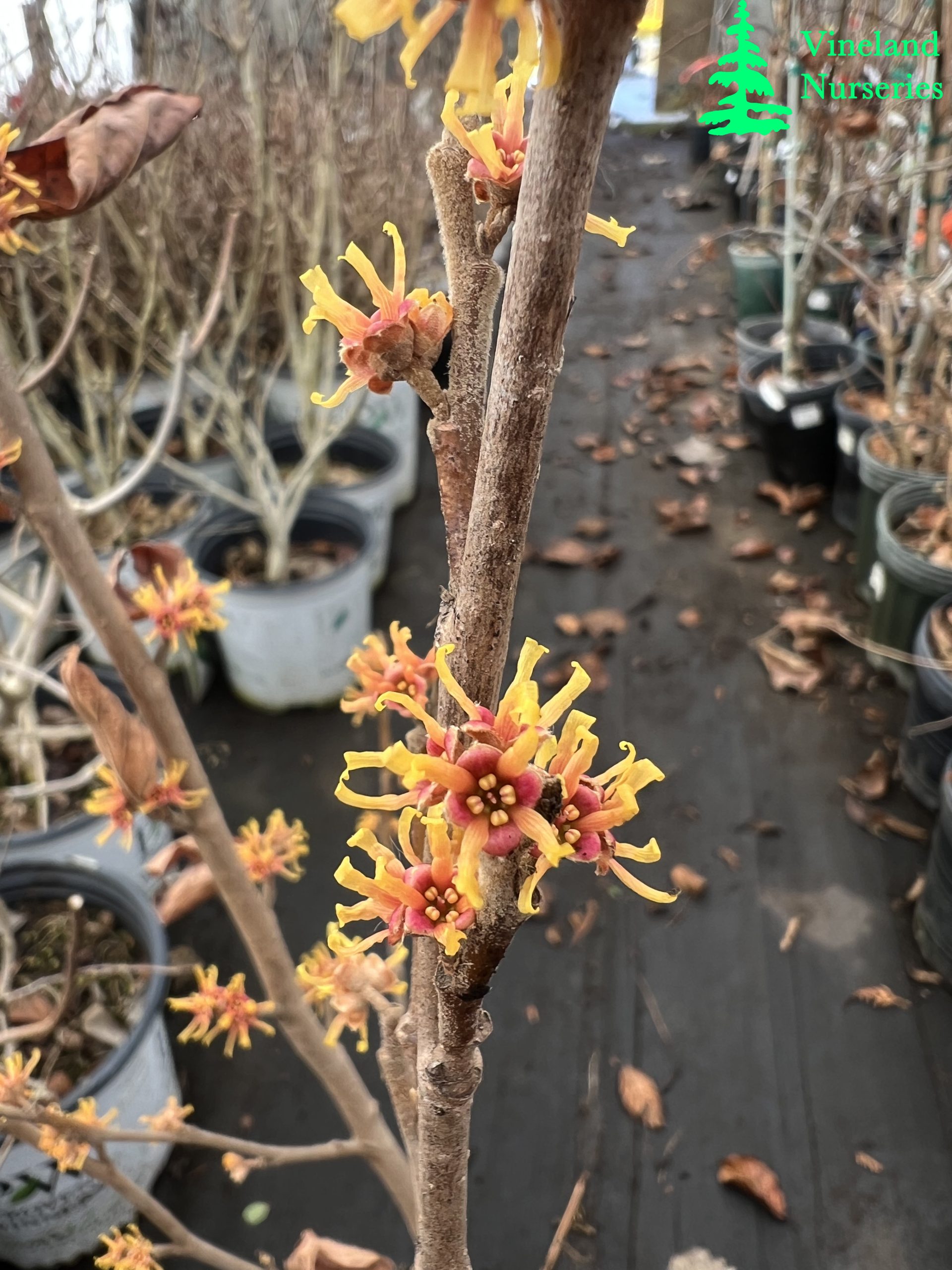 Hamamelis Vernalis Golden Eclipse 1