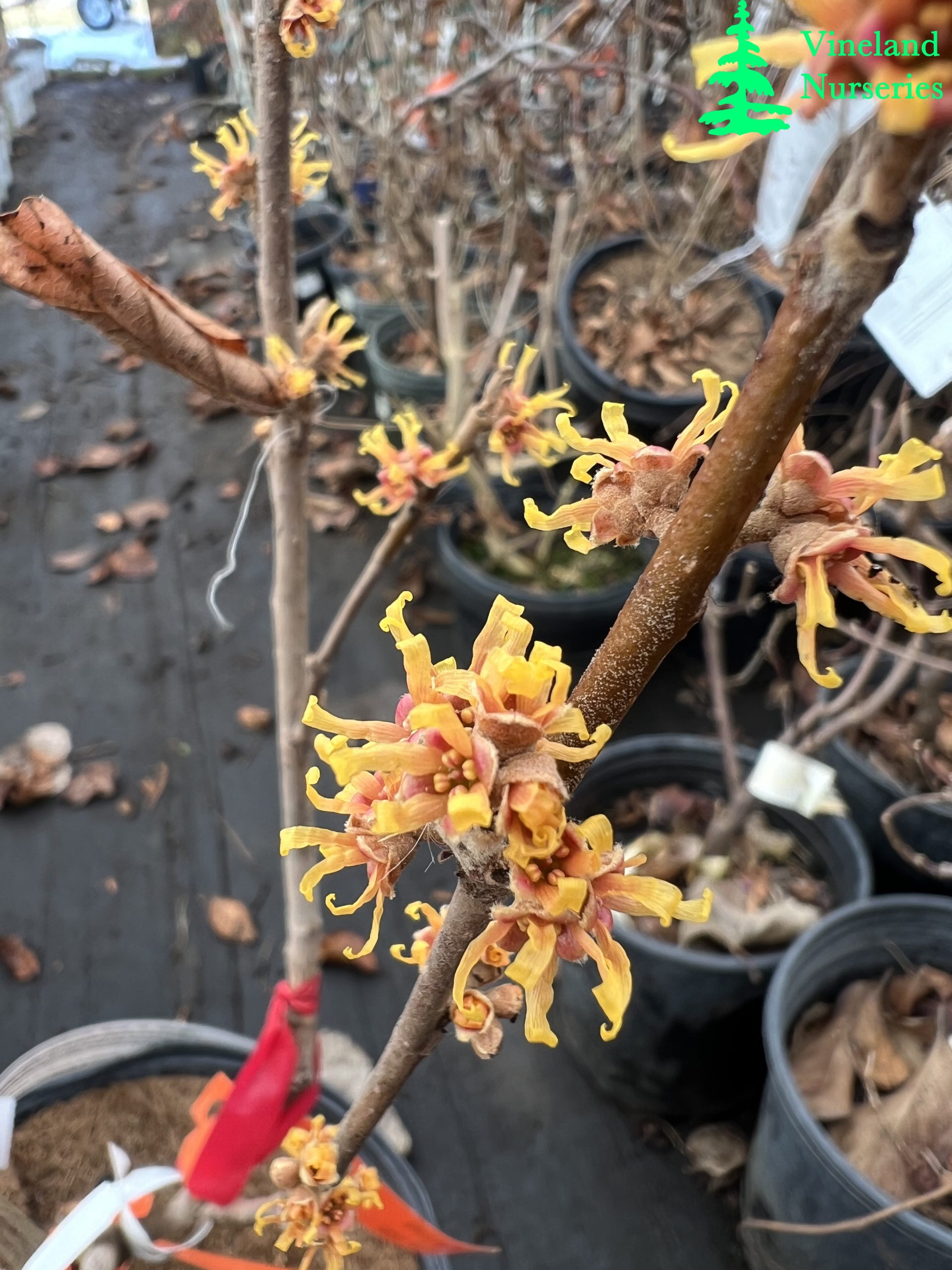 Hamamelis Vernalis Golden Eclipse 2