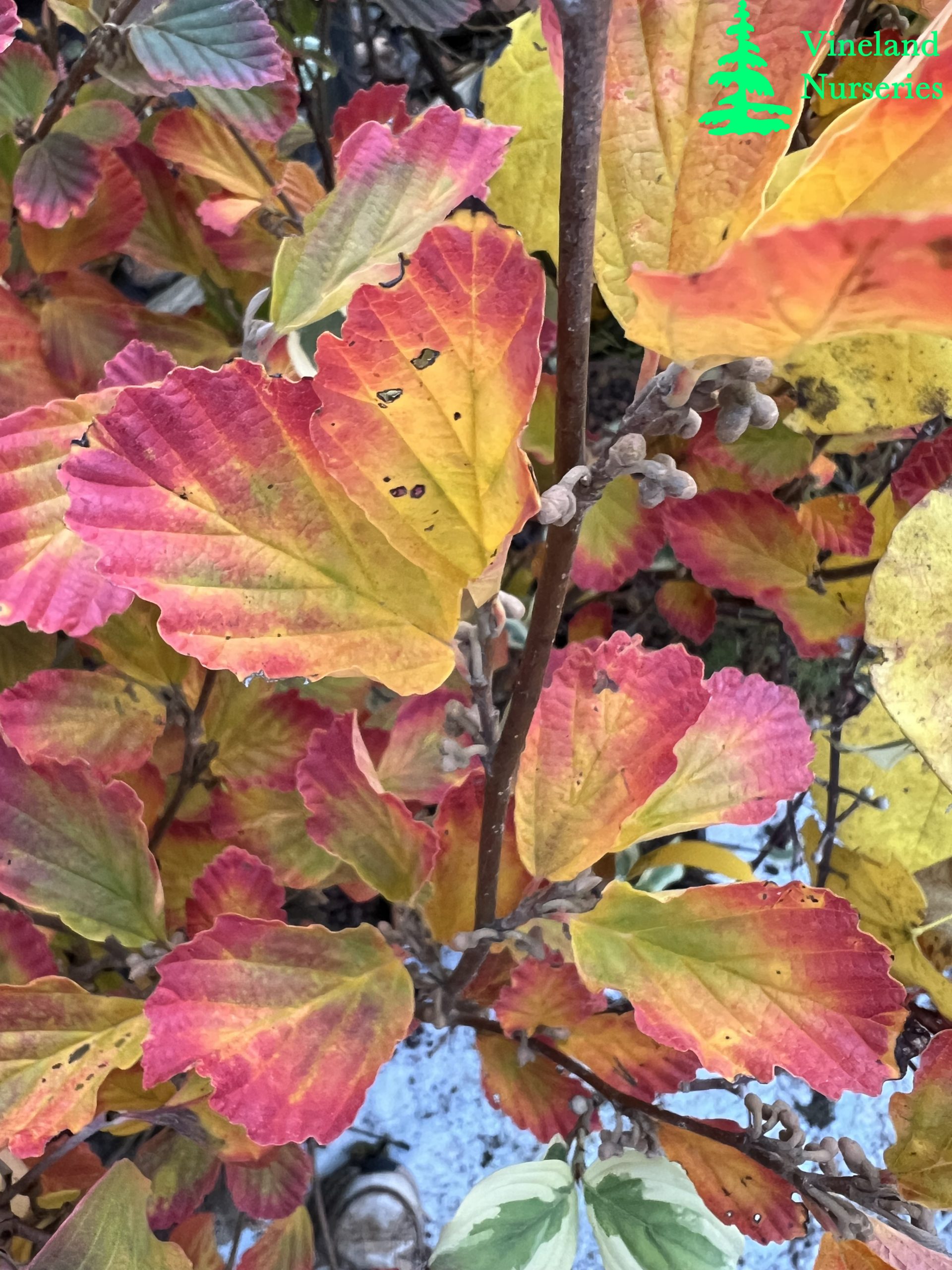 Hamamelis Vernalis Kohankie Red