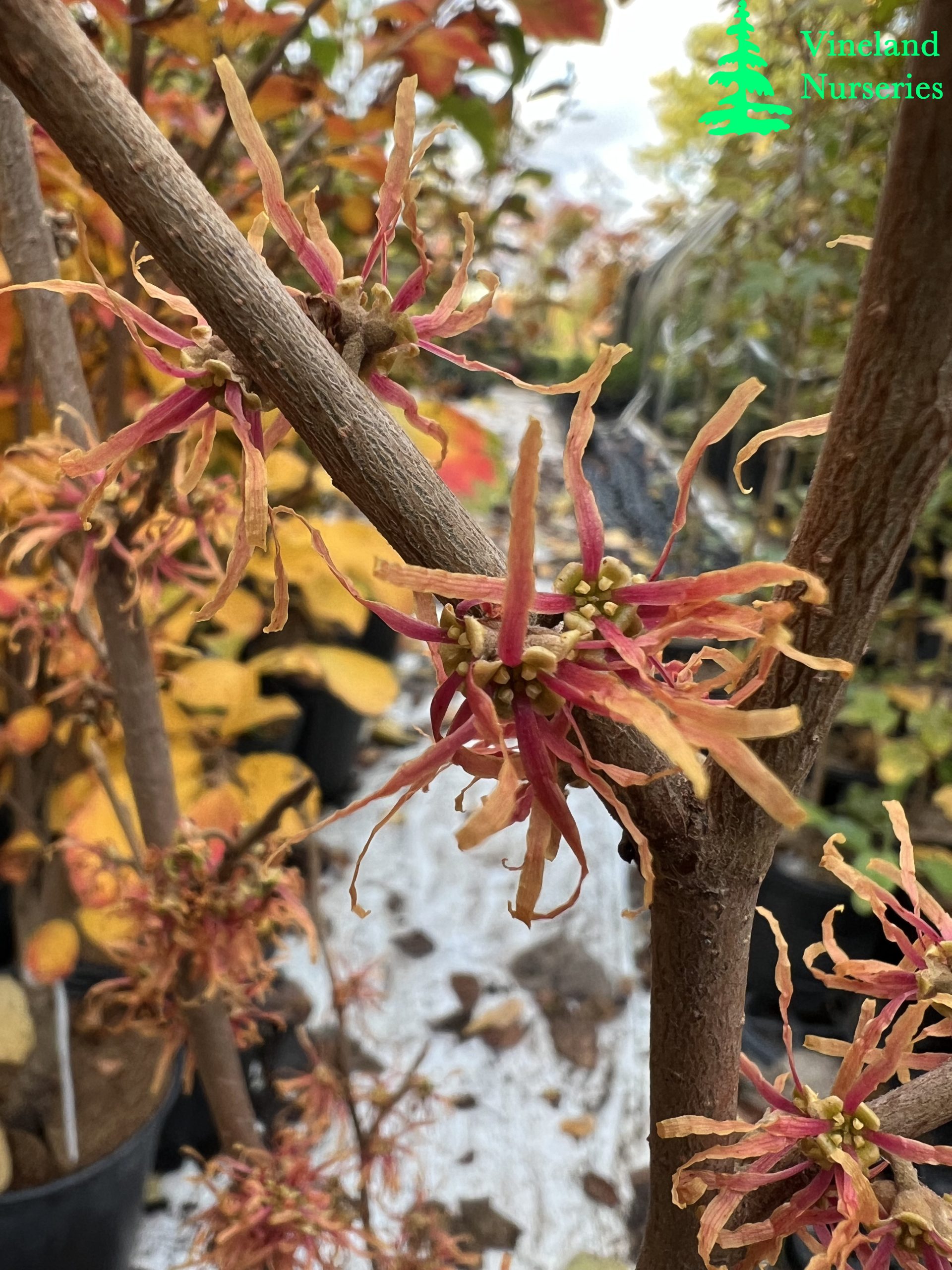 Hamamelis Virginiana Copper Curls 1