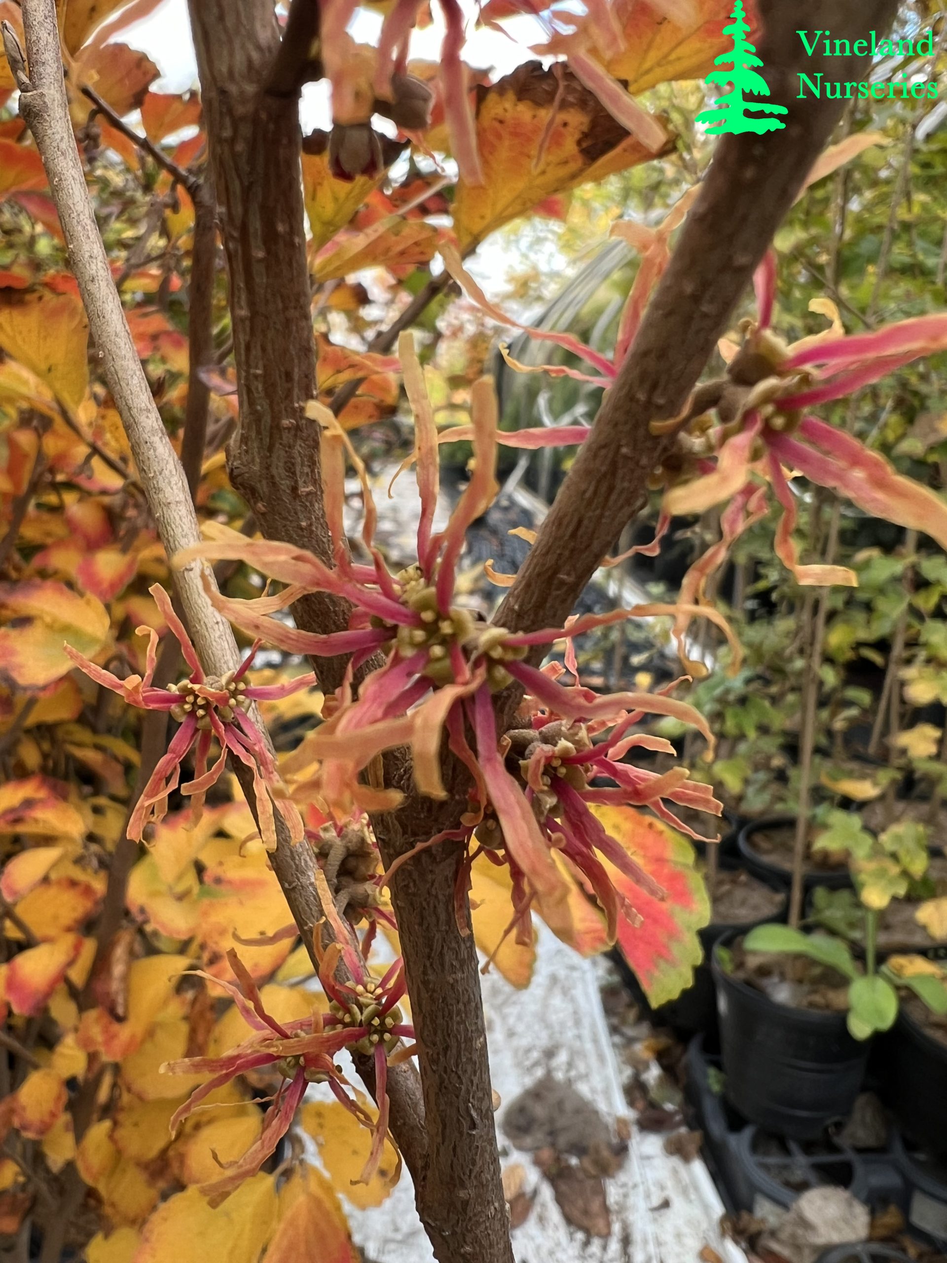 Hamamelis Virginiana Copper Curls 2