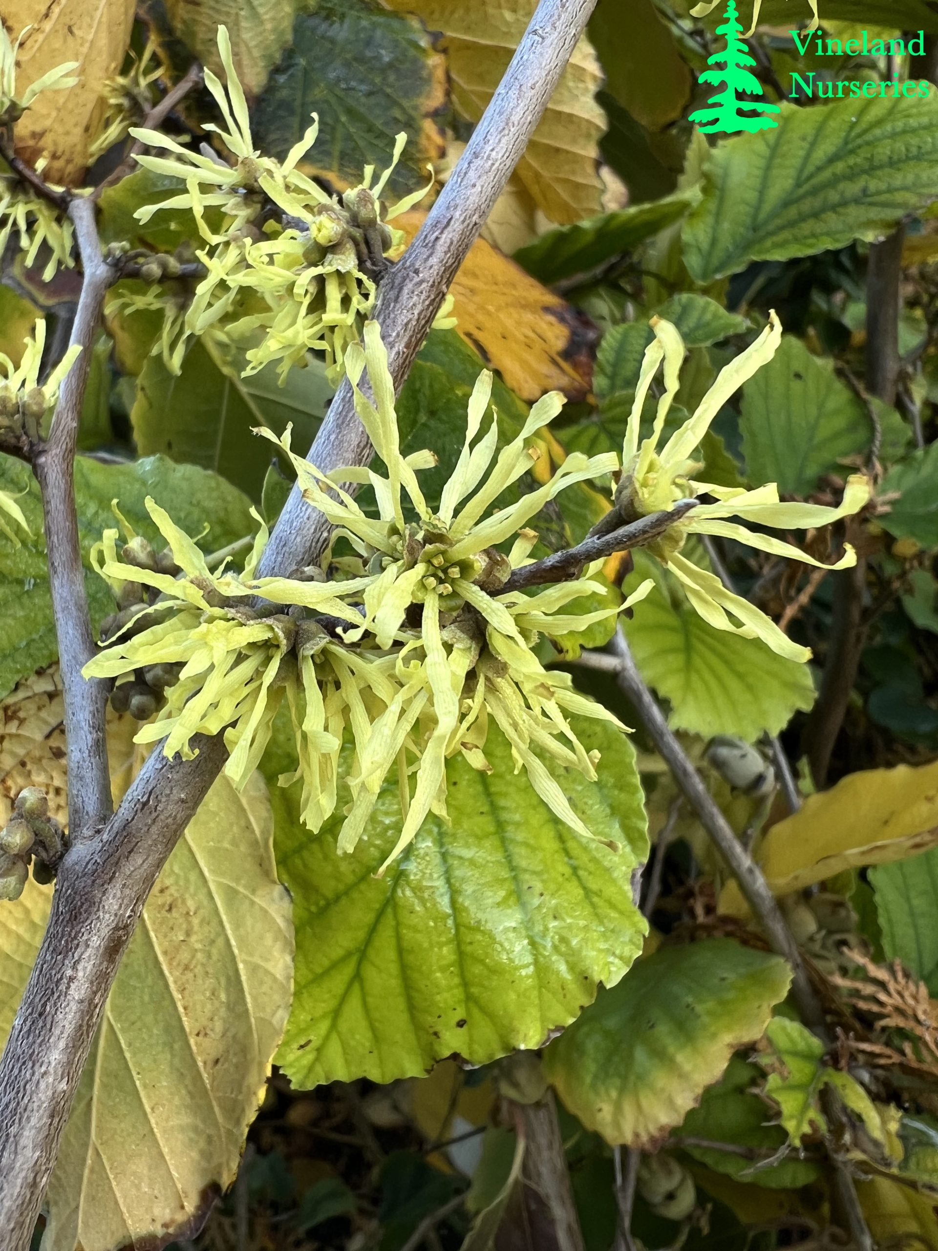 Hamamelis Virginiana Harvest Moon 2