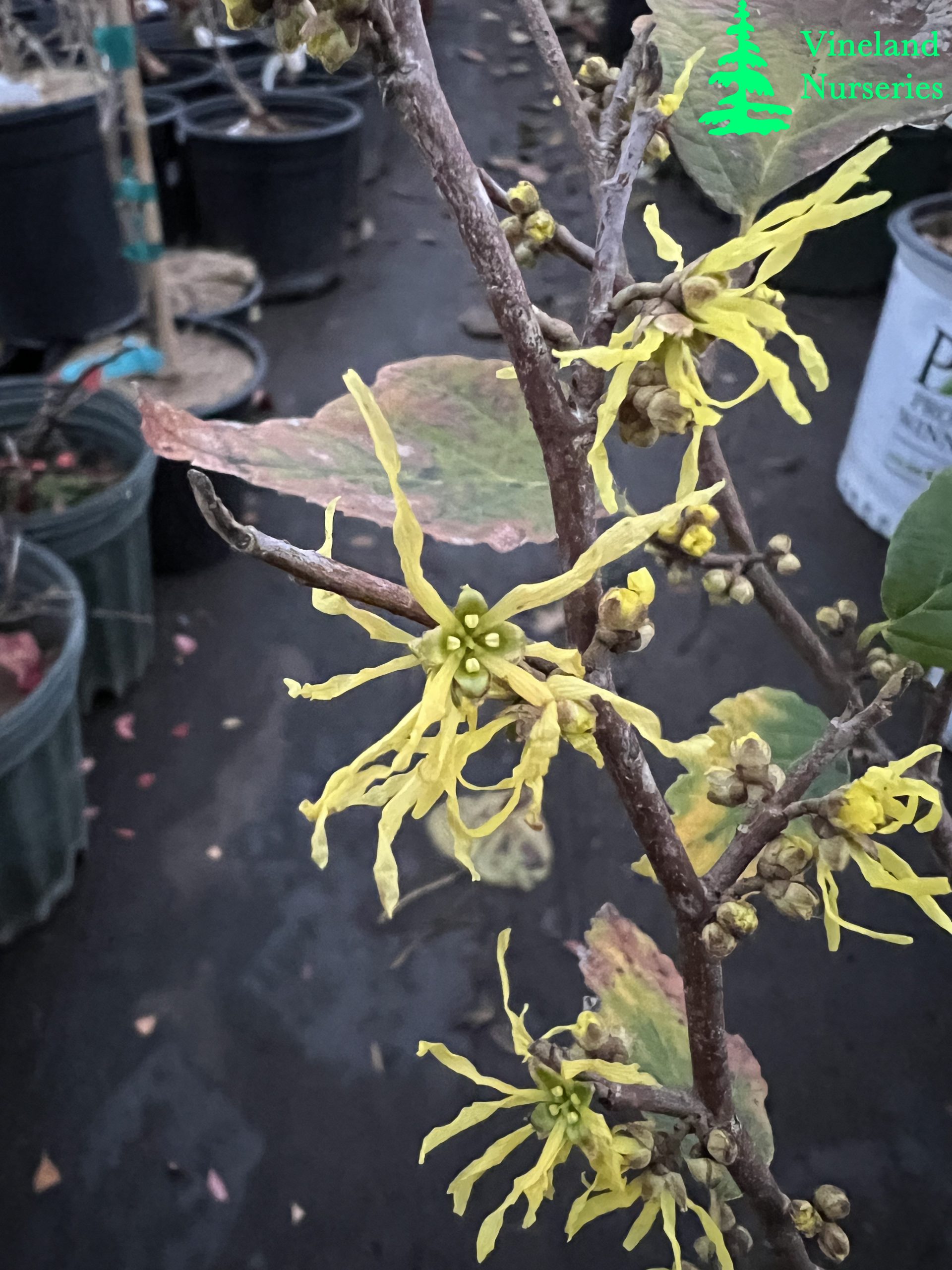 Hamamelis Virginiana Ice Queen