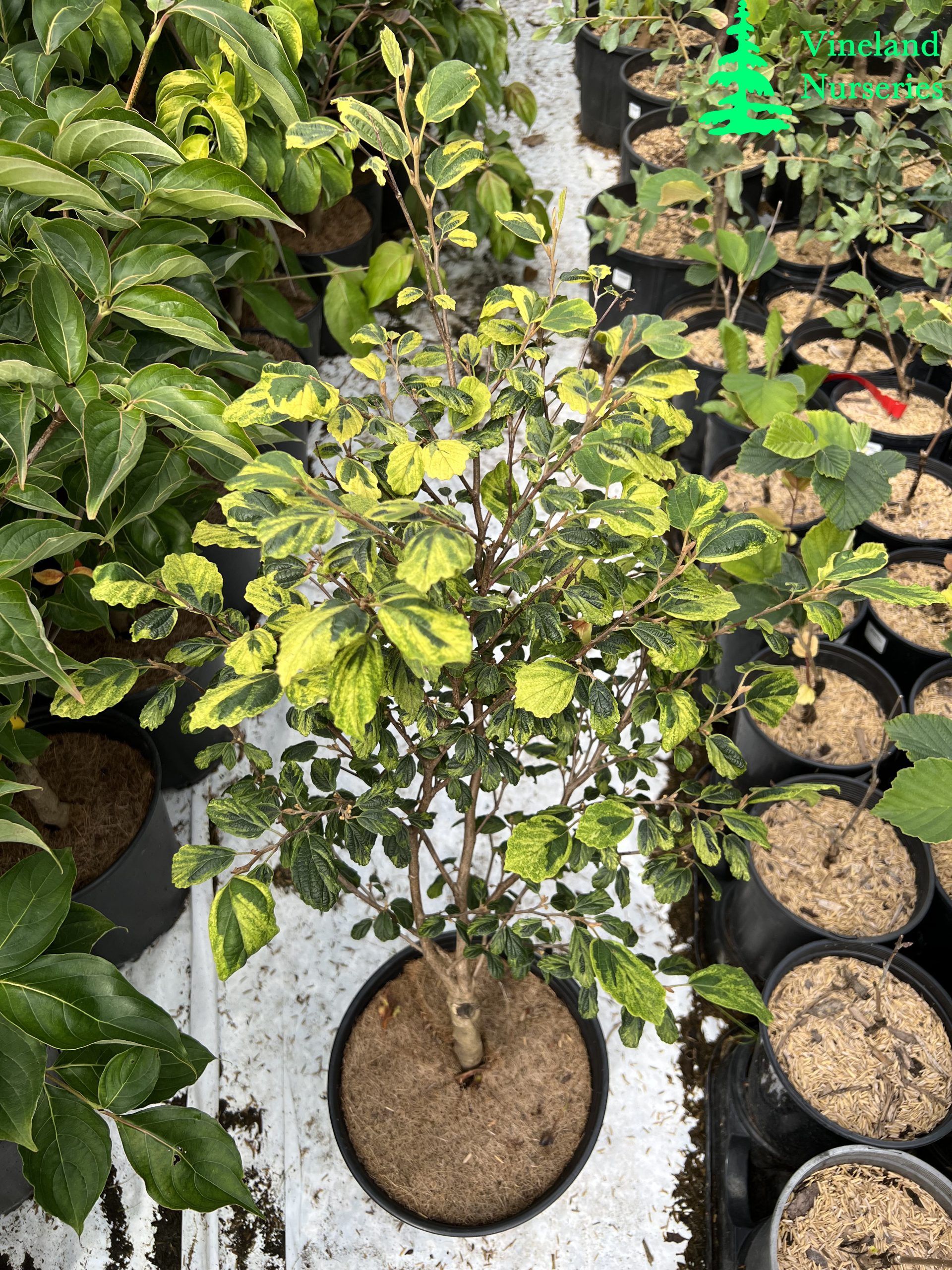 Hamamelis Virginiana Little Prospect 1