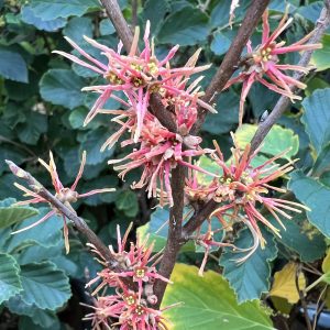 Hamamelis Virginiana Mohonk Red 2