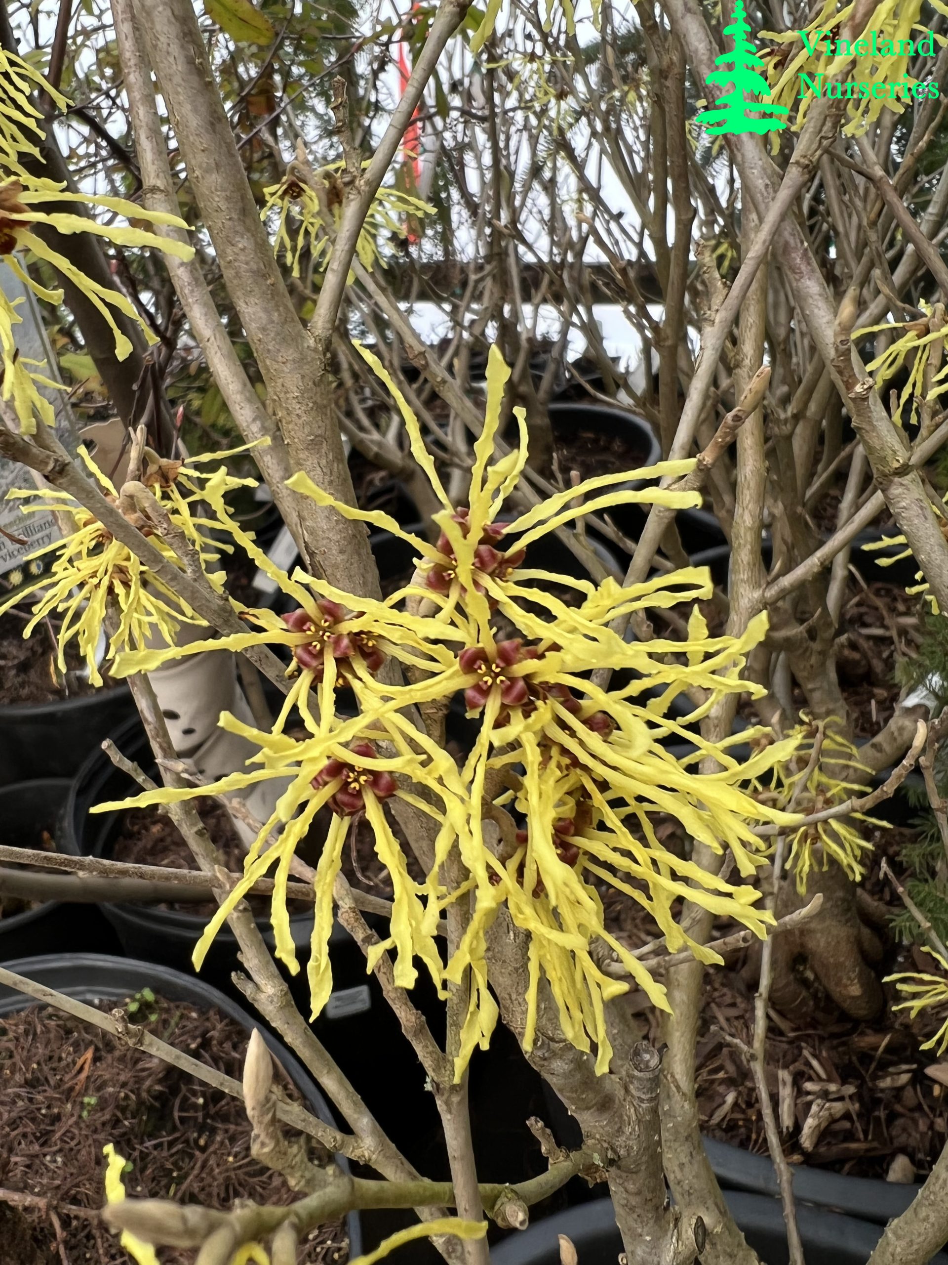 Hamamelis X Intermedia Arnold Promise 2