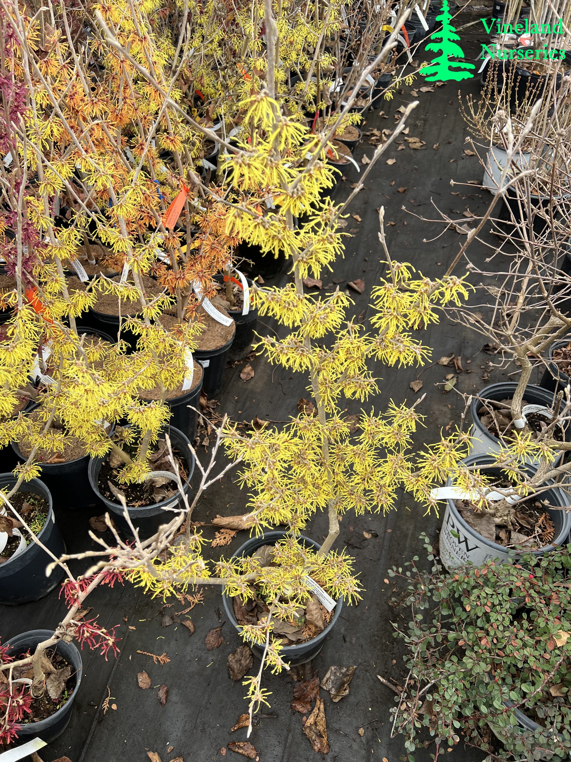 Hamamelis X Intermedia Arnold Promise 4