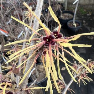 Hamamelis X Intermedia Aurora 2