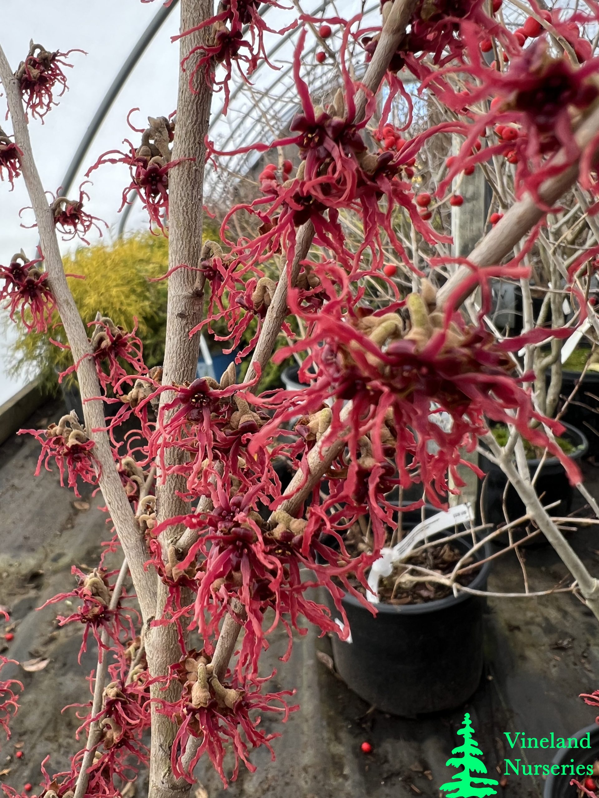 Hamamelis X Intermedia Birgit 1