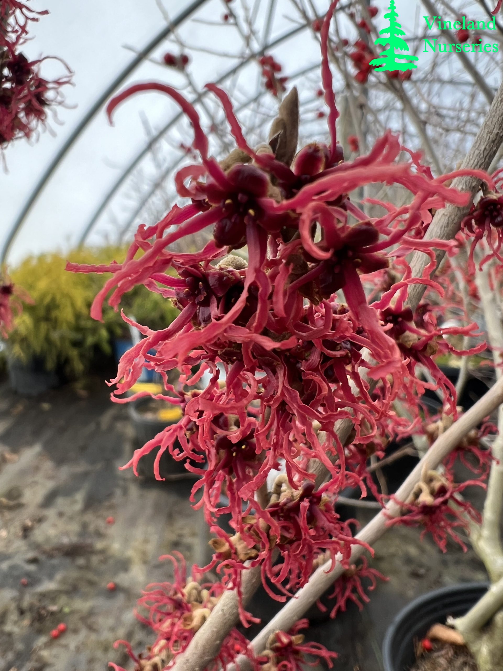 Hamamelis X Intermedia Birgit 2