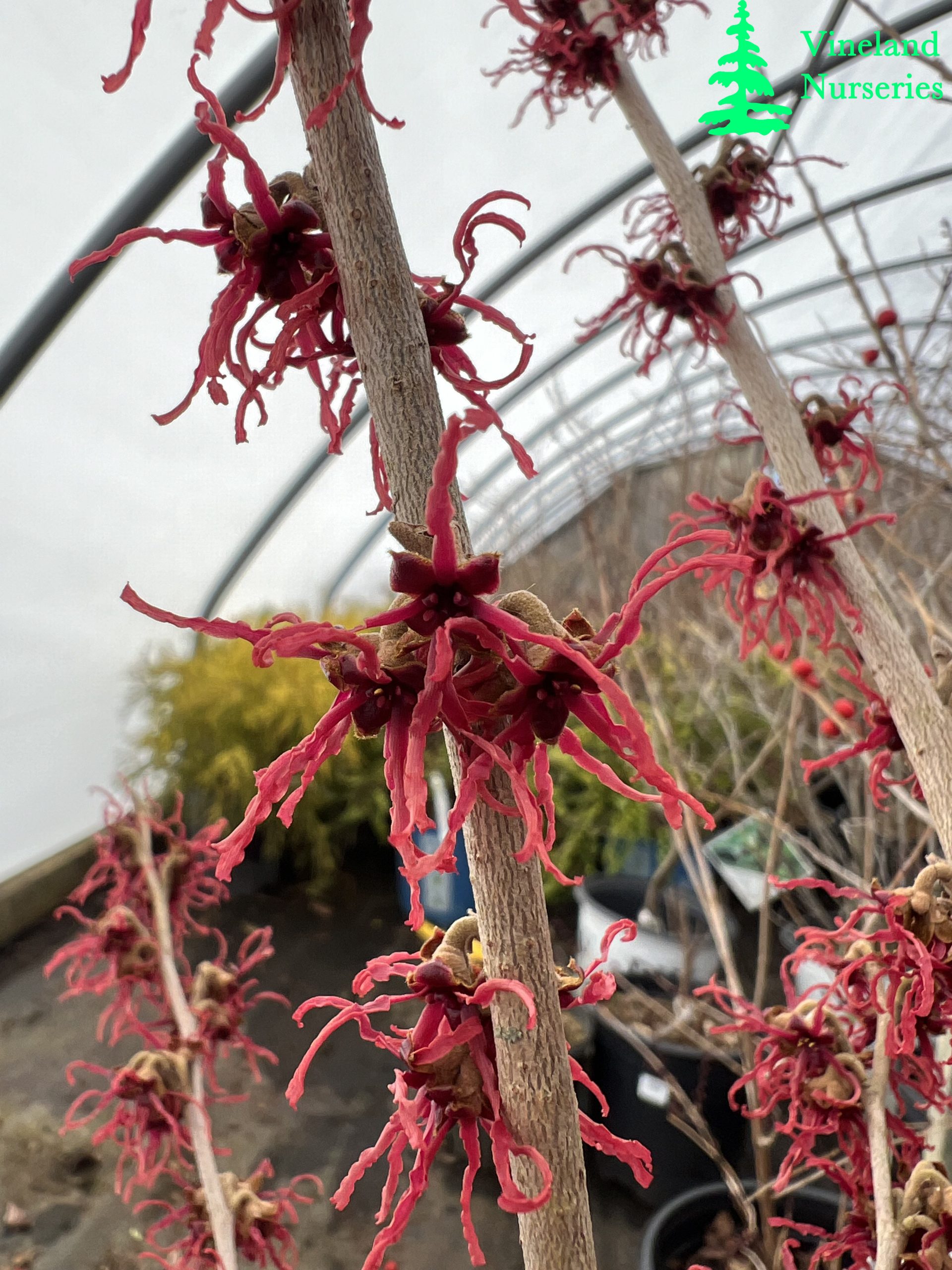 Hamamelis X Intermedia Birgit 3