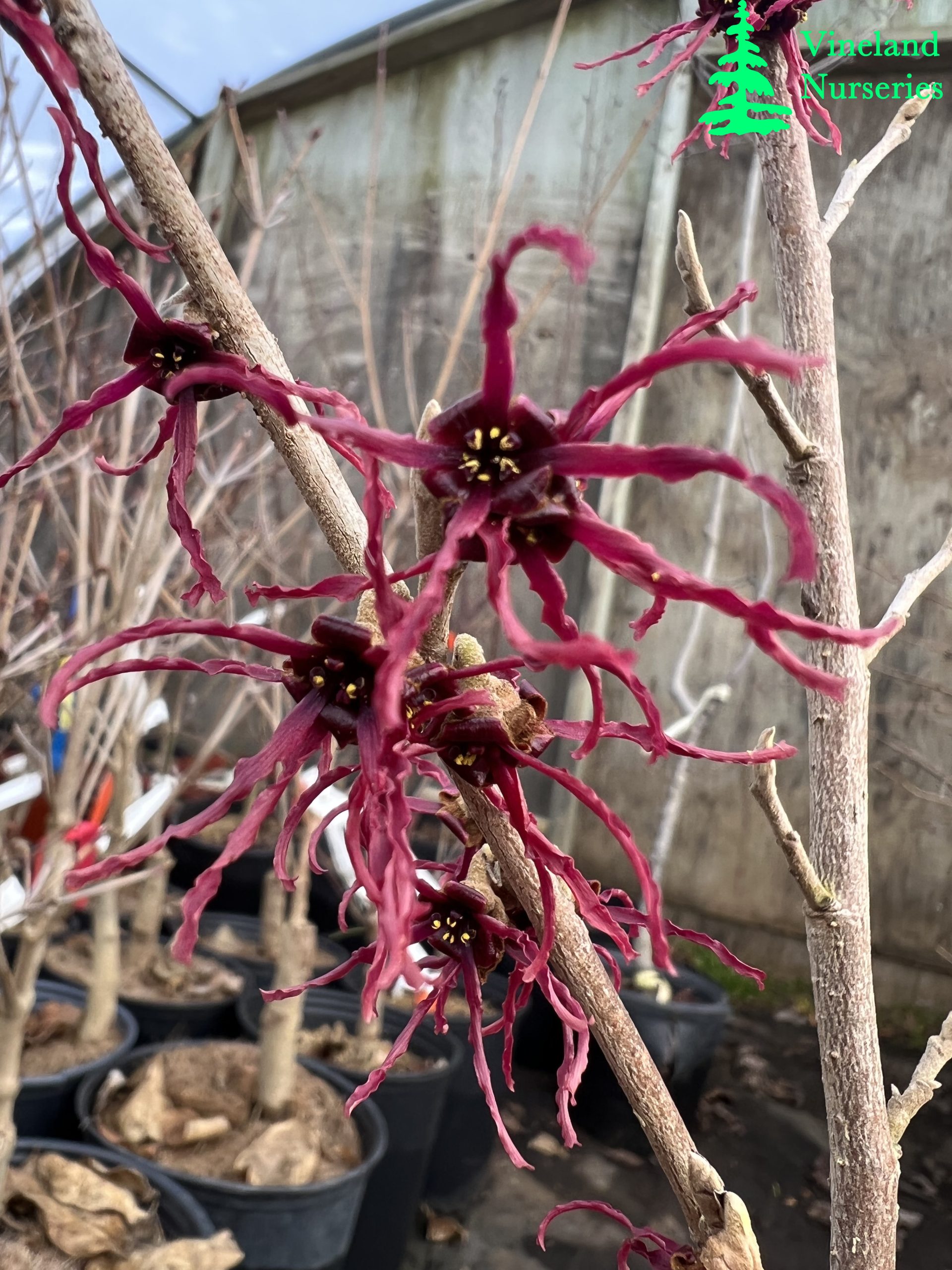 Hamamelis X Intermedia Birgit