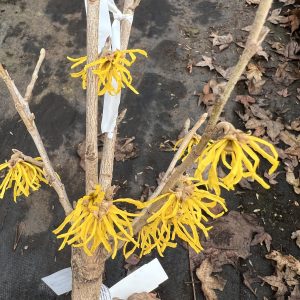Hamamelis X Intermedia Candlelight Vigil
