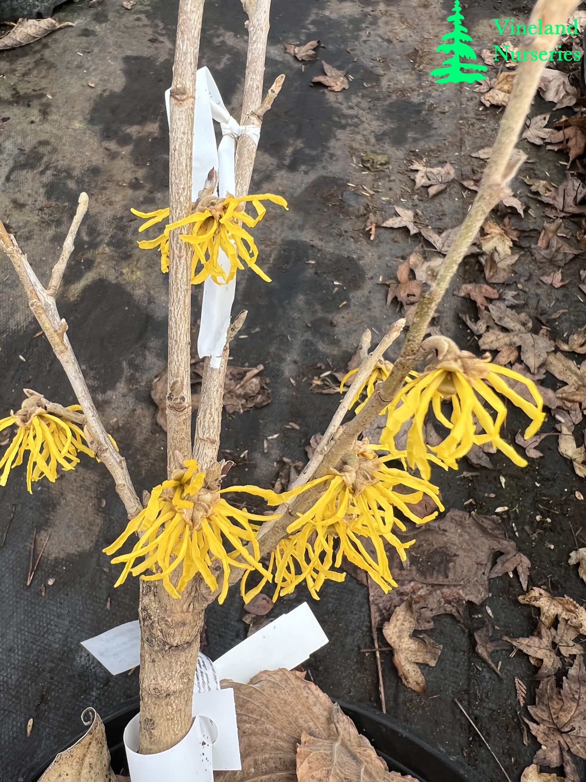 Hamamelis X Intermedia Candlelight Vigil