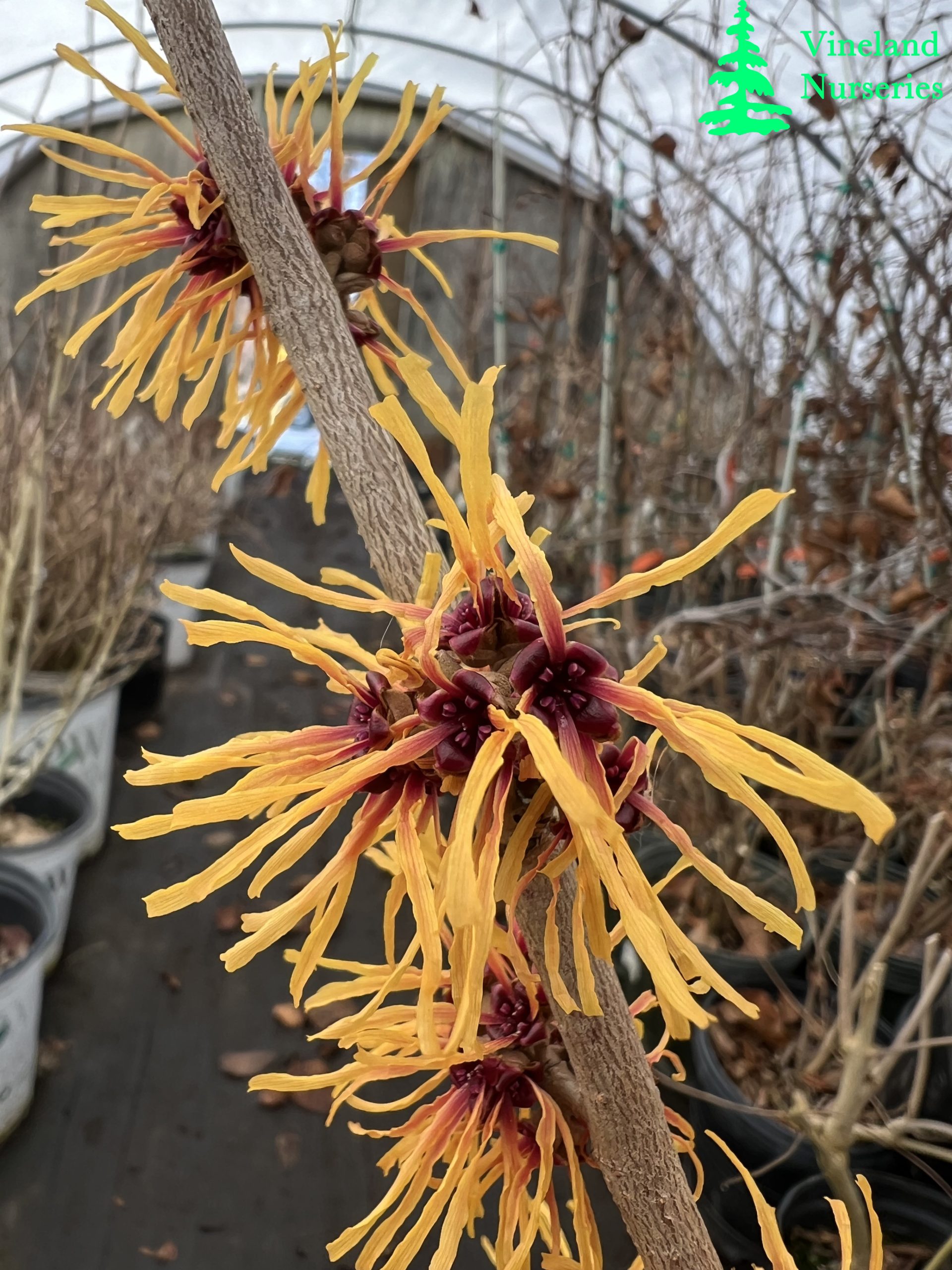 Hamamelis X Intermedia Chris 2