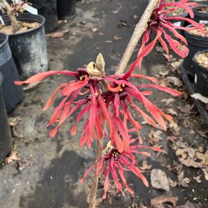Hamamelis X Intermedia Diane 1