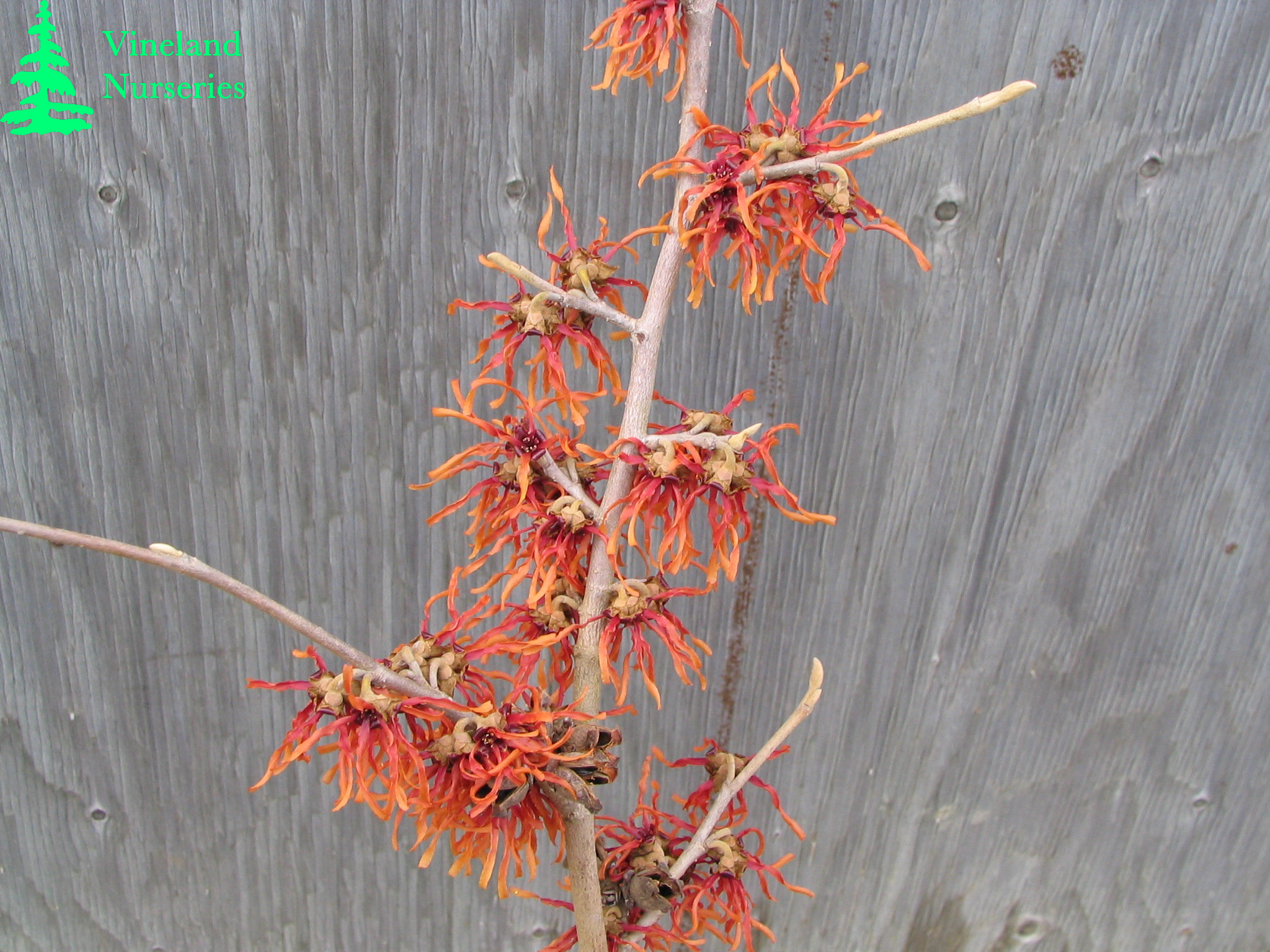 Hamamelis X Intermedia Diane 3jpg