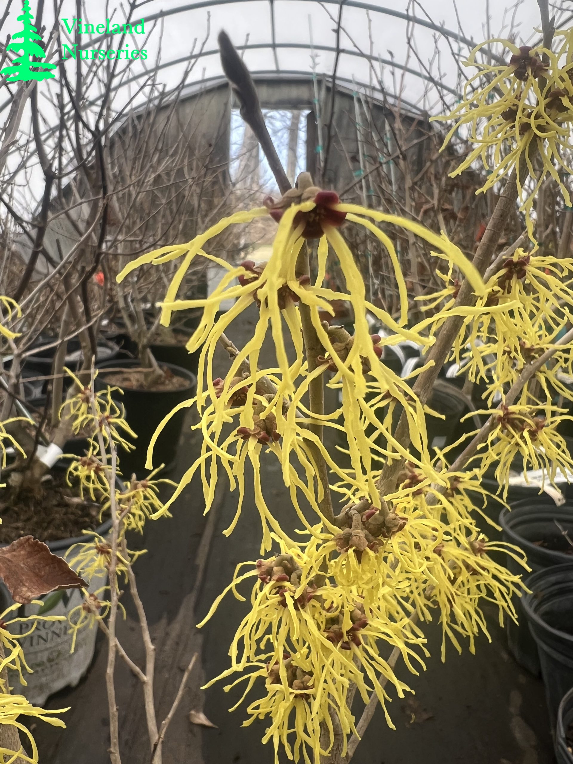 Hamamelis X Intermedia Early Bird 1