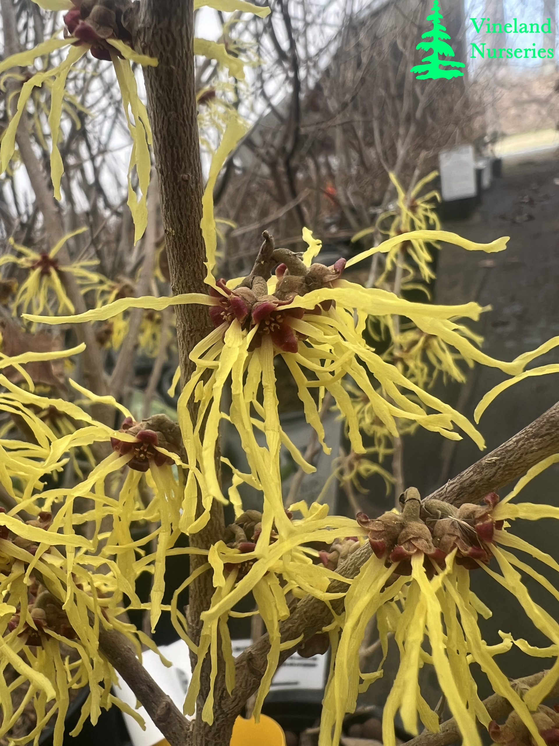 Hamamelis X Intermedia Early Bird 2