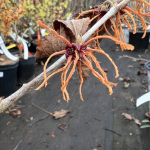 Hamamelis X Intermedia Gingerbread 2