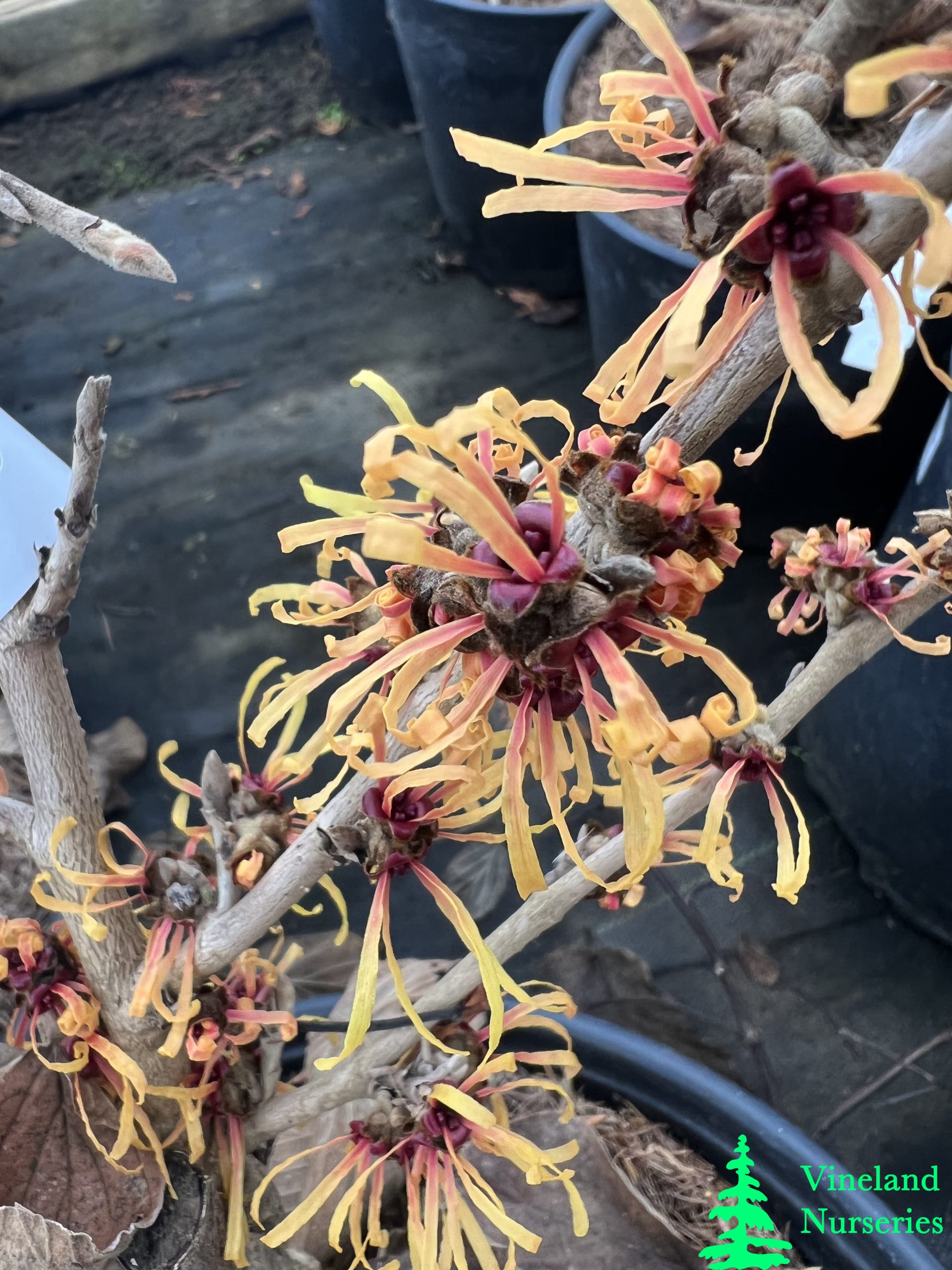 Hamamelis X Intermedia Harry 1
