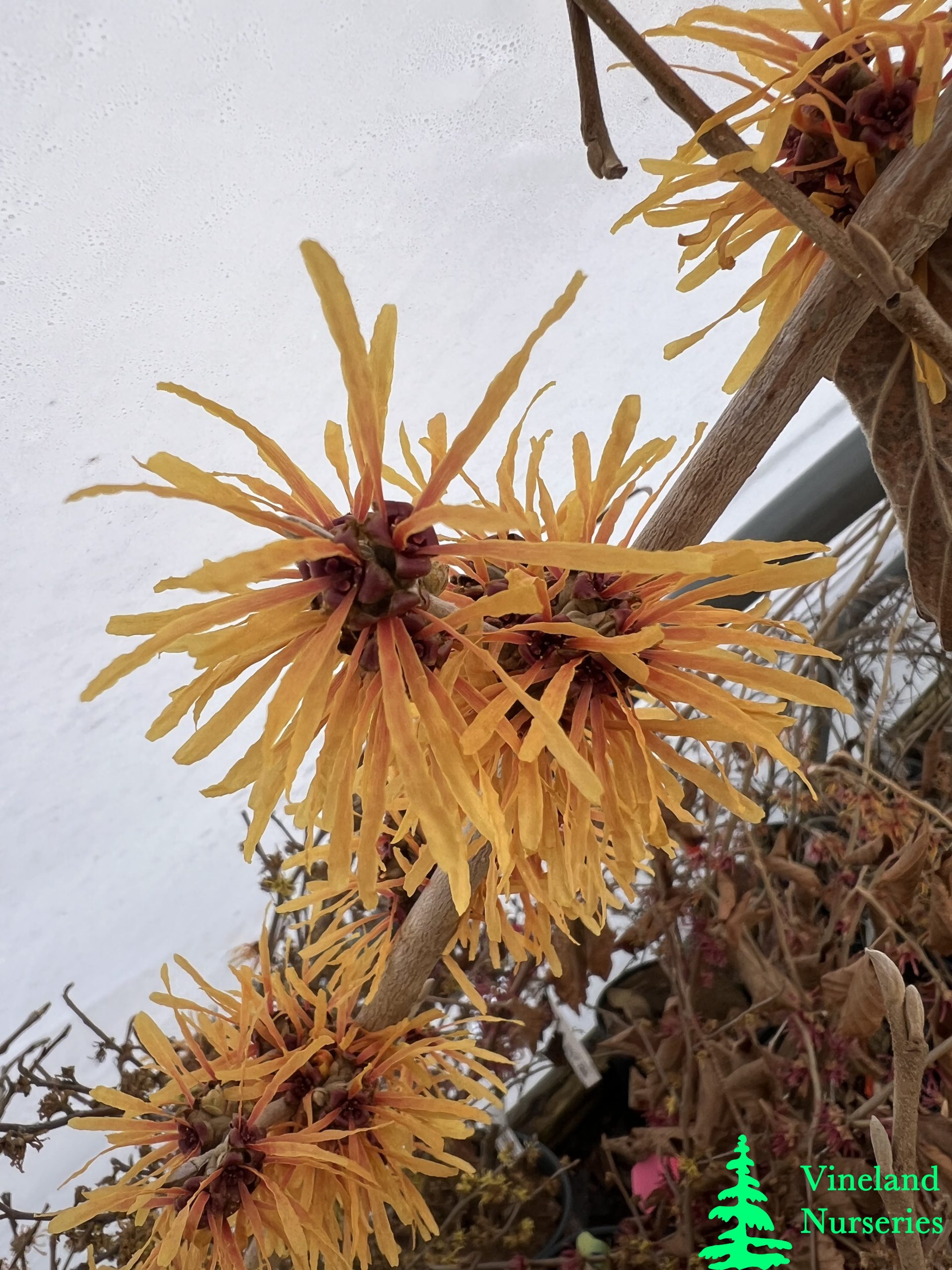 Hamamelis X Intermedia Harry 2
