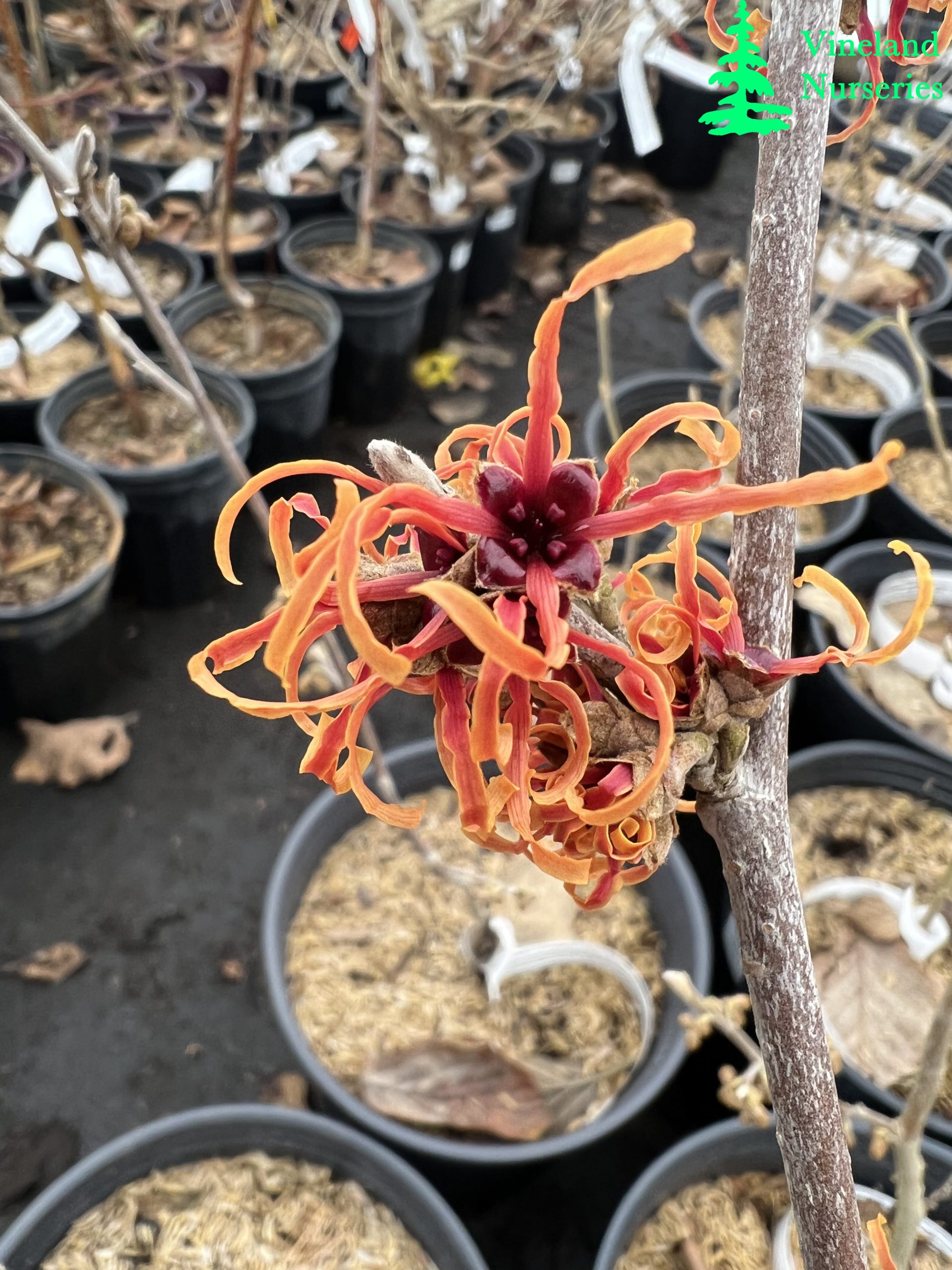 Hamamelis X Intermedia Jelena 1
