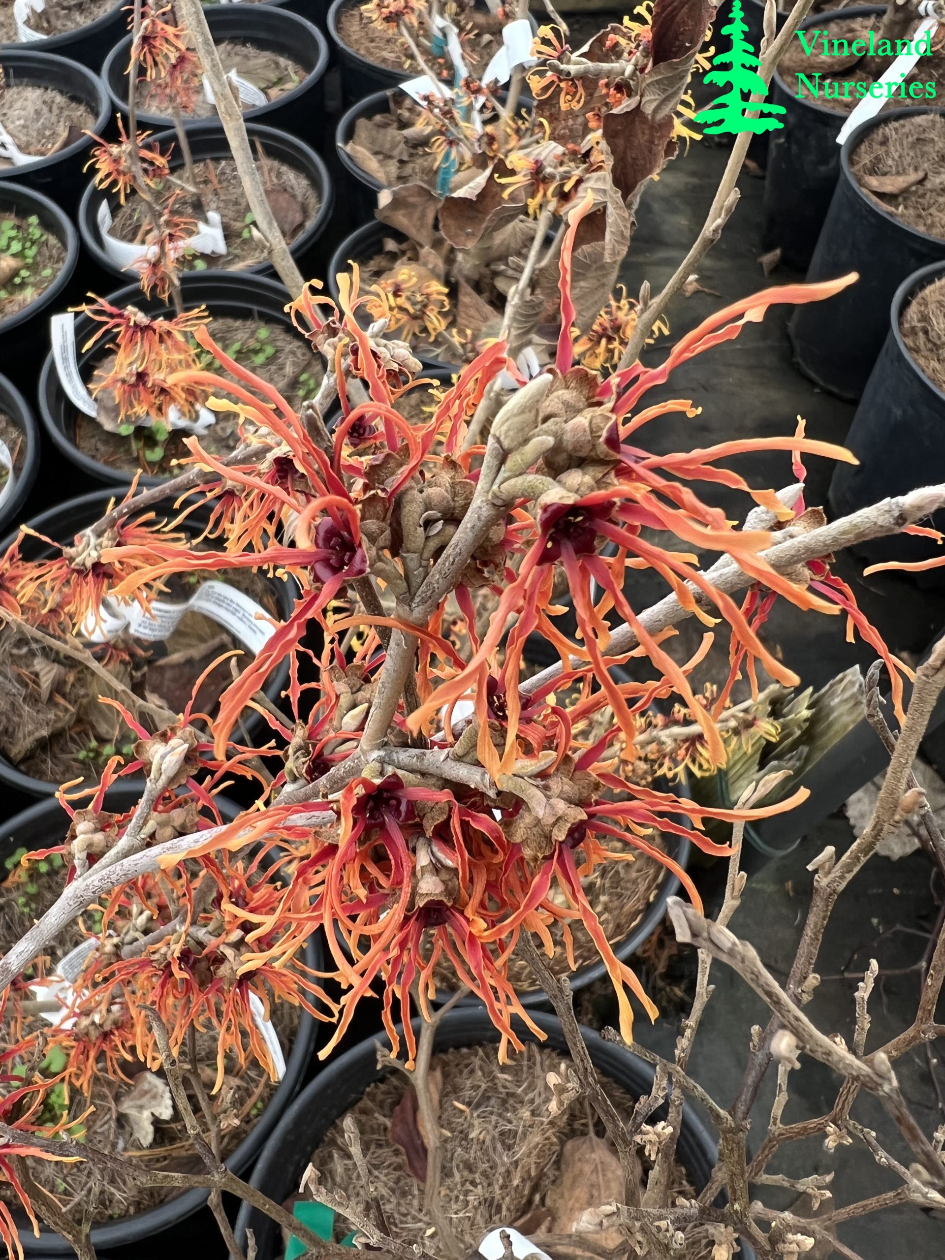 Hamamelis X Intermedia Jelena 2